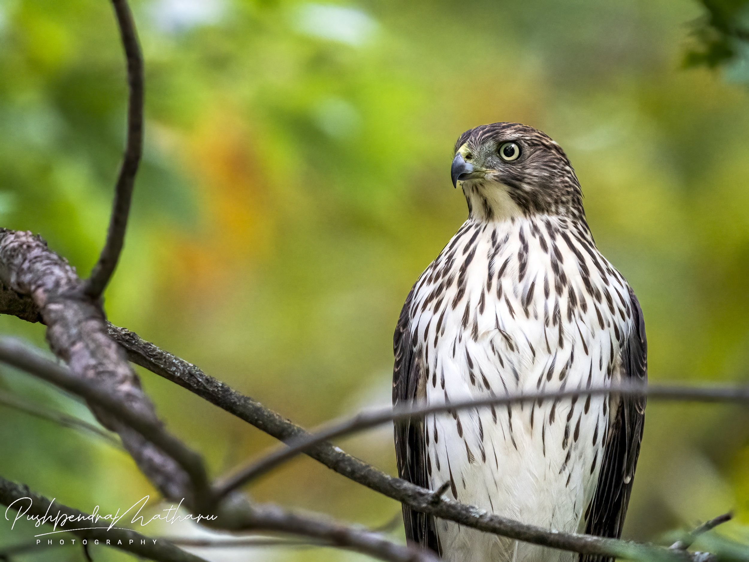 Cooper's Hawk