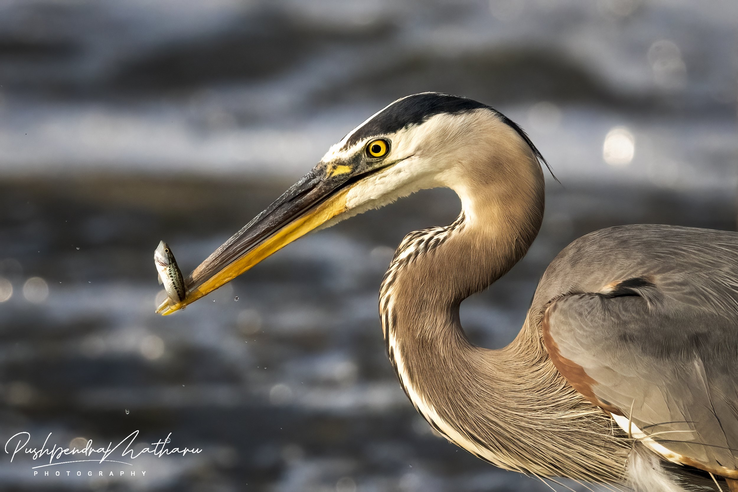 Great Blue Heron with fish