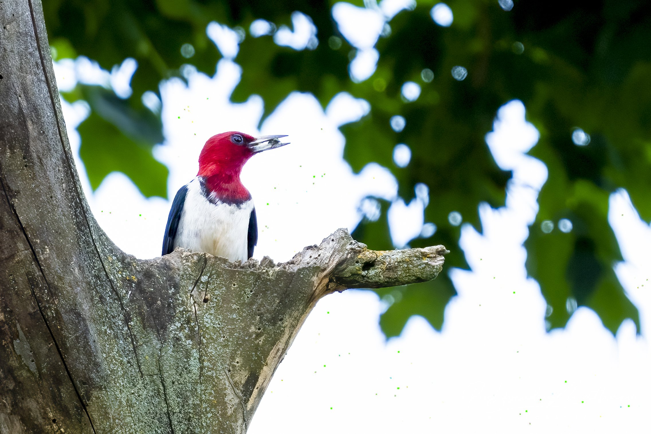 Red Headed Woodpecker