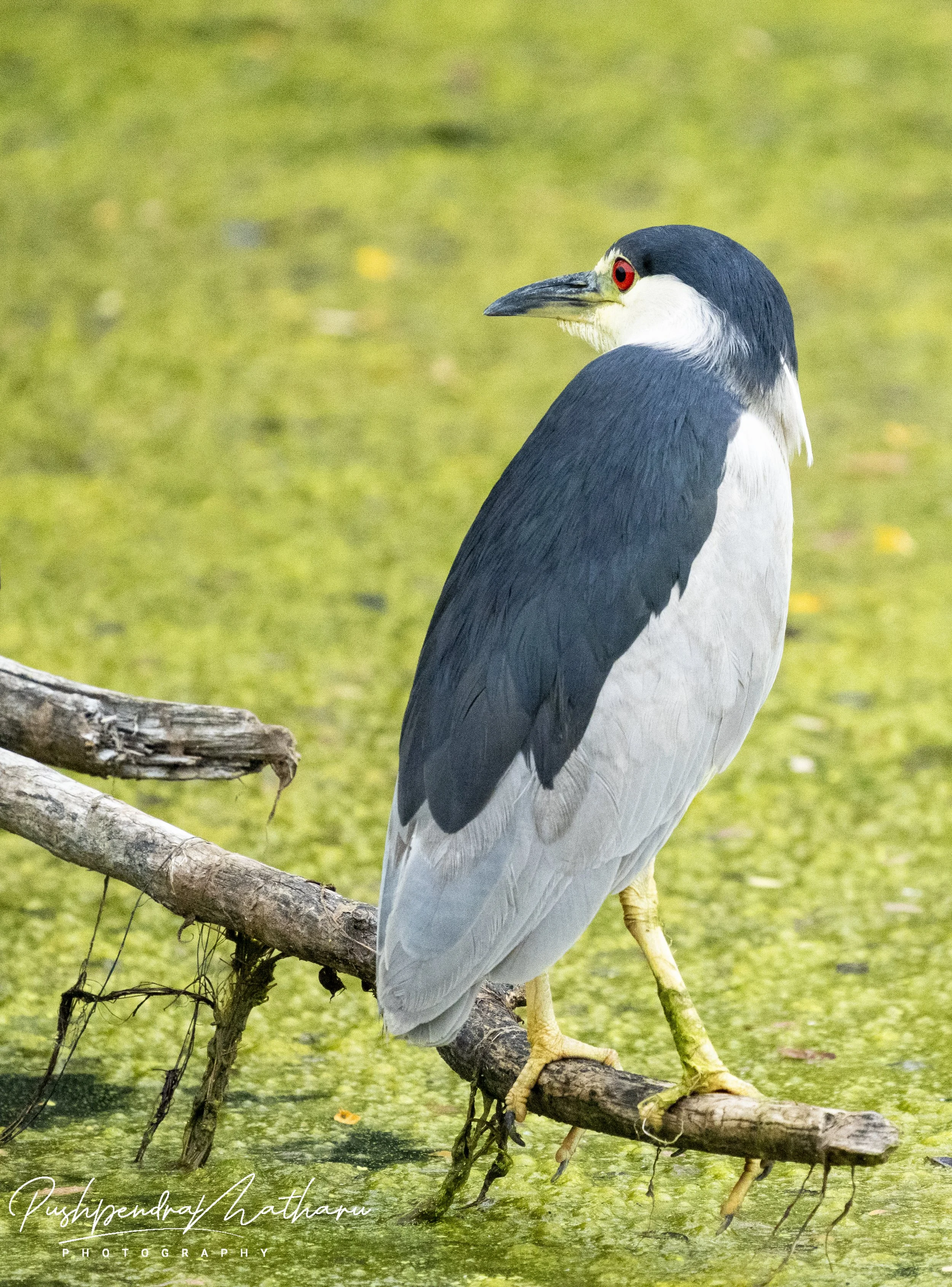 Black Crowned Night Heron