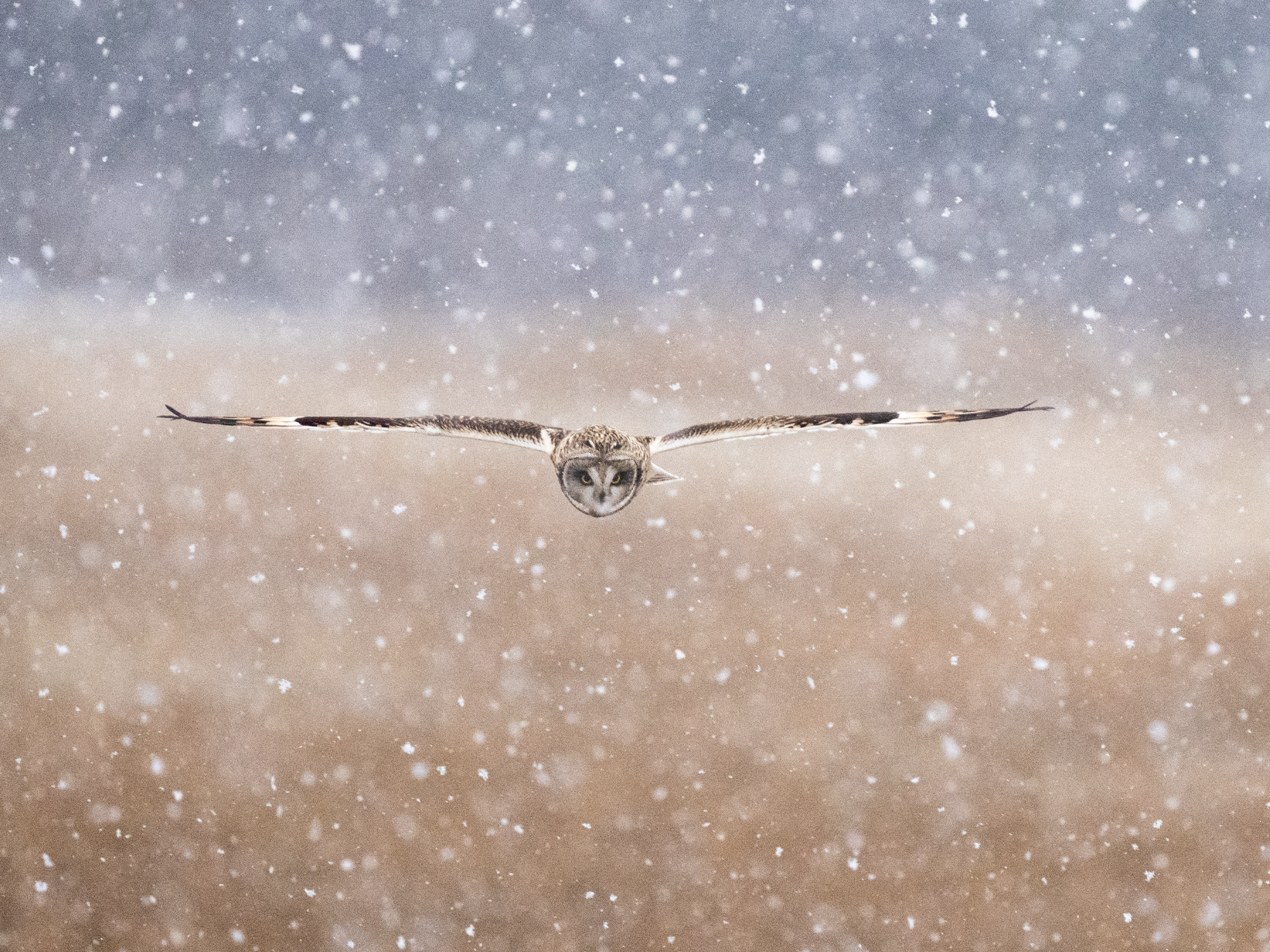 Short Eared Owl in snow