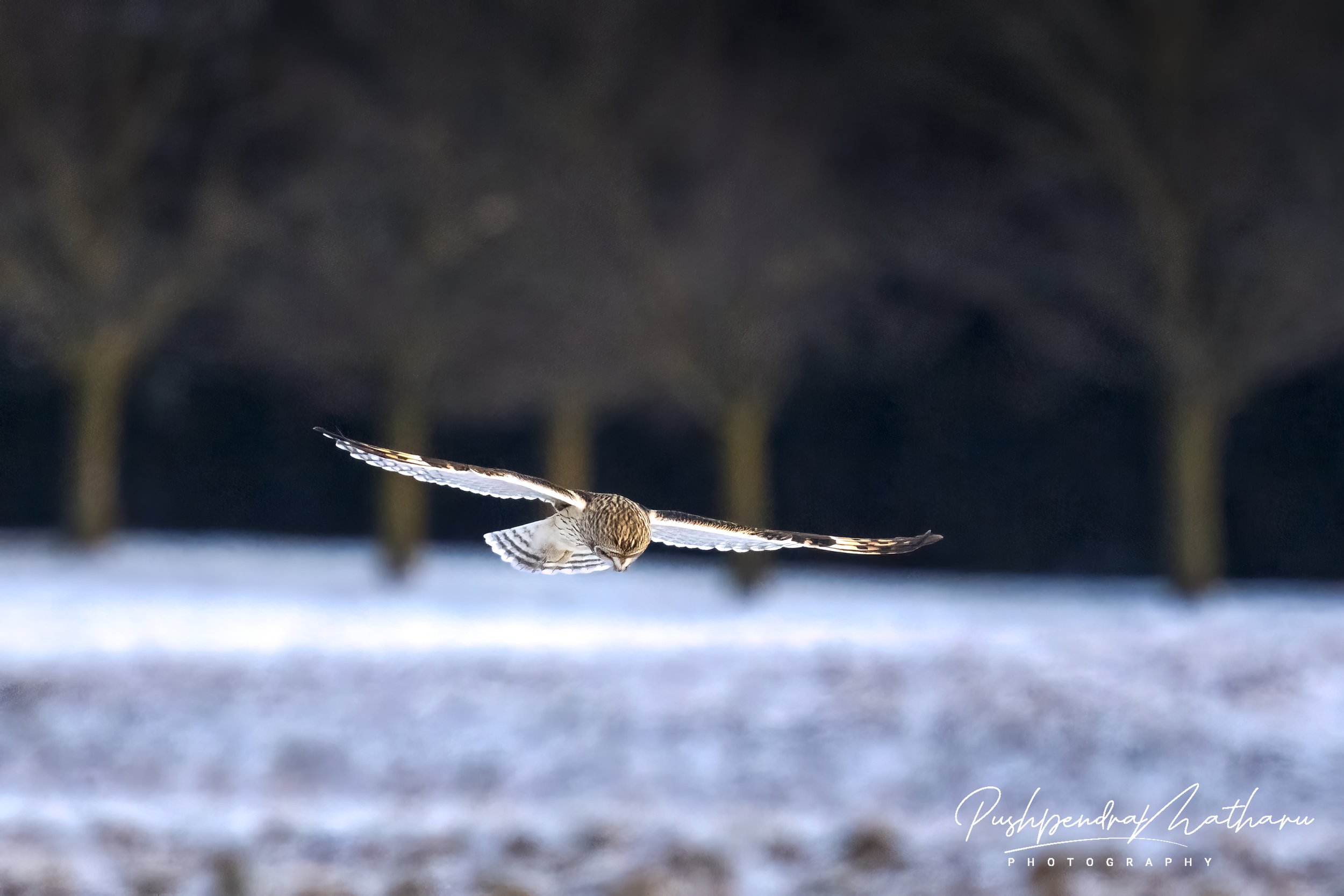 Short Eared Owl