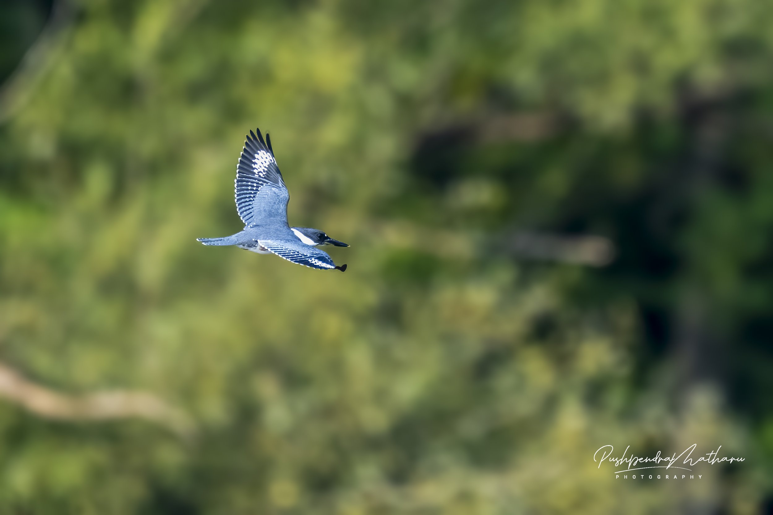 Belted Kingfisher