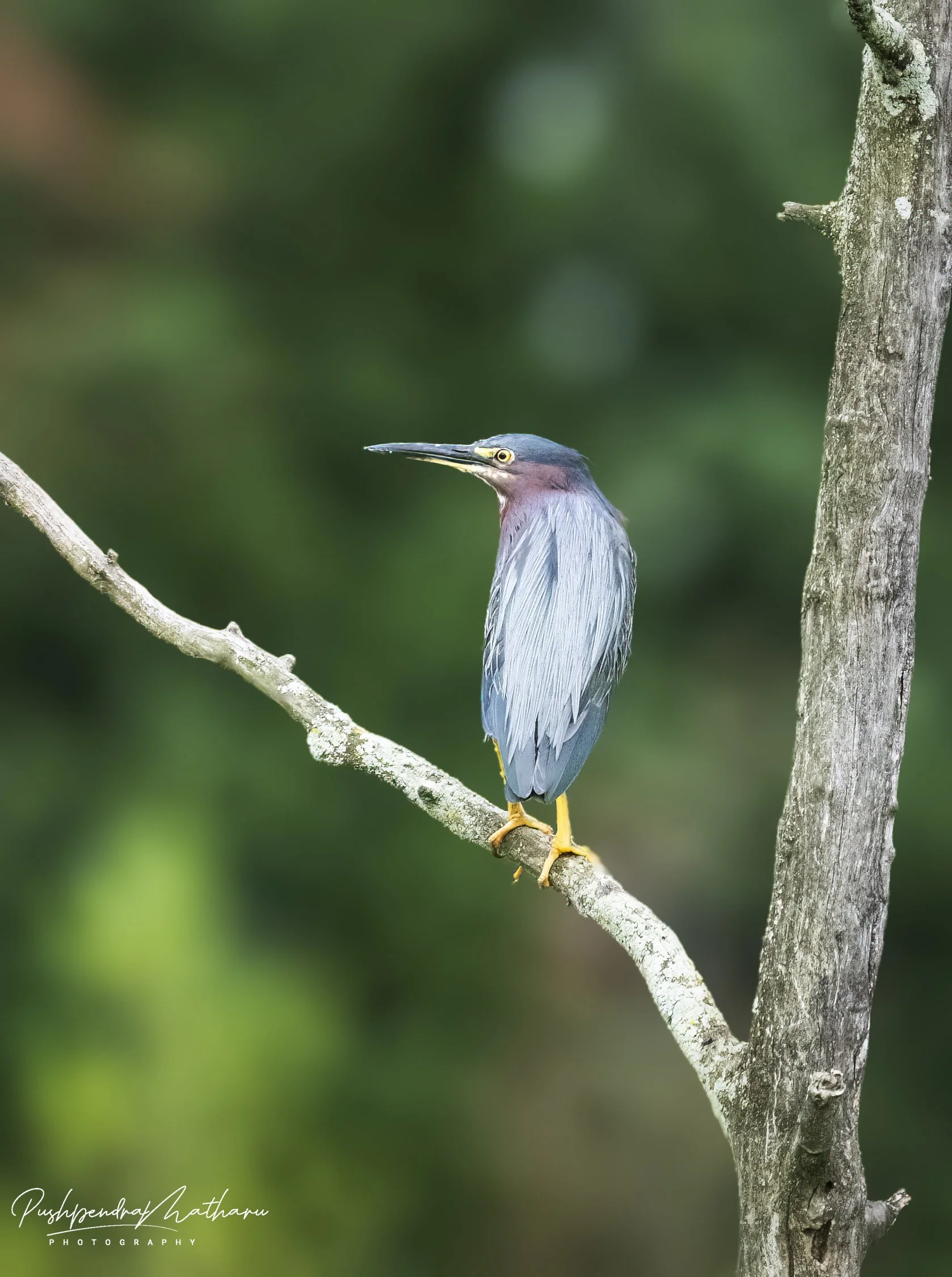 Green Heron