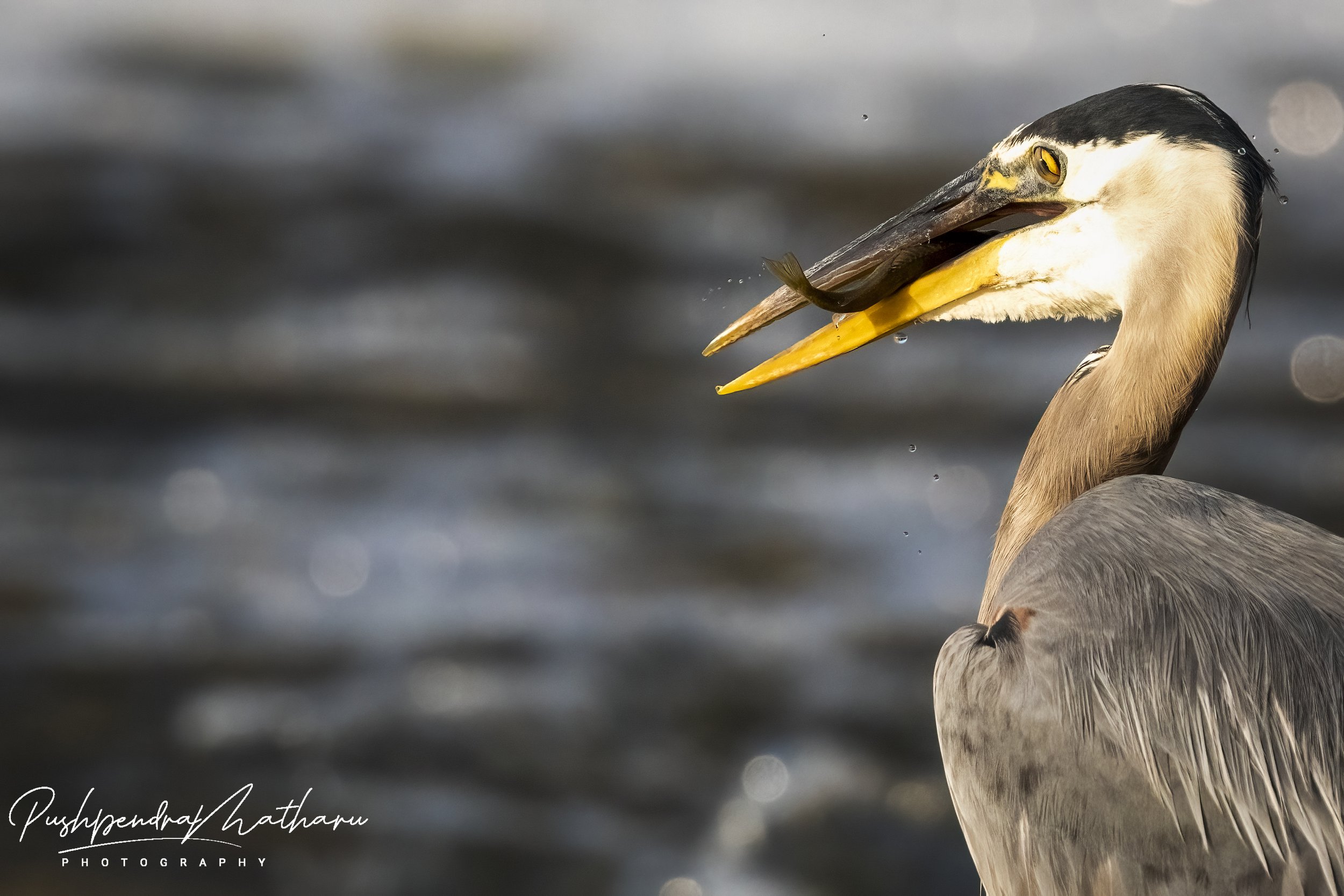 Great Blue Heron with fish