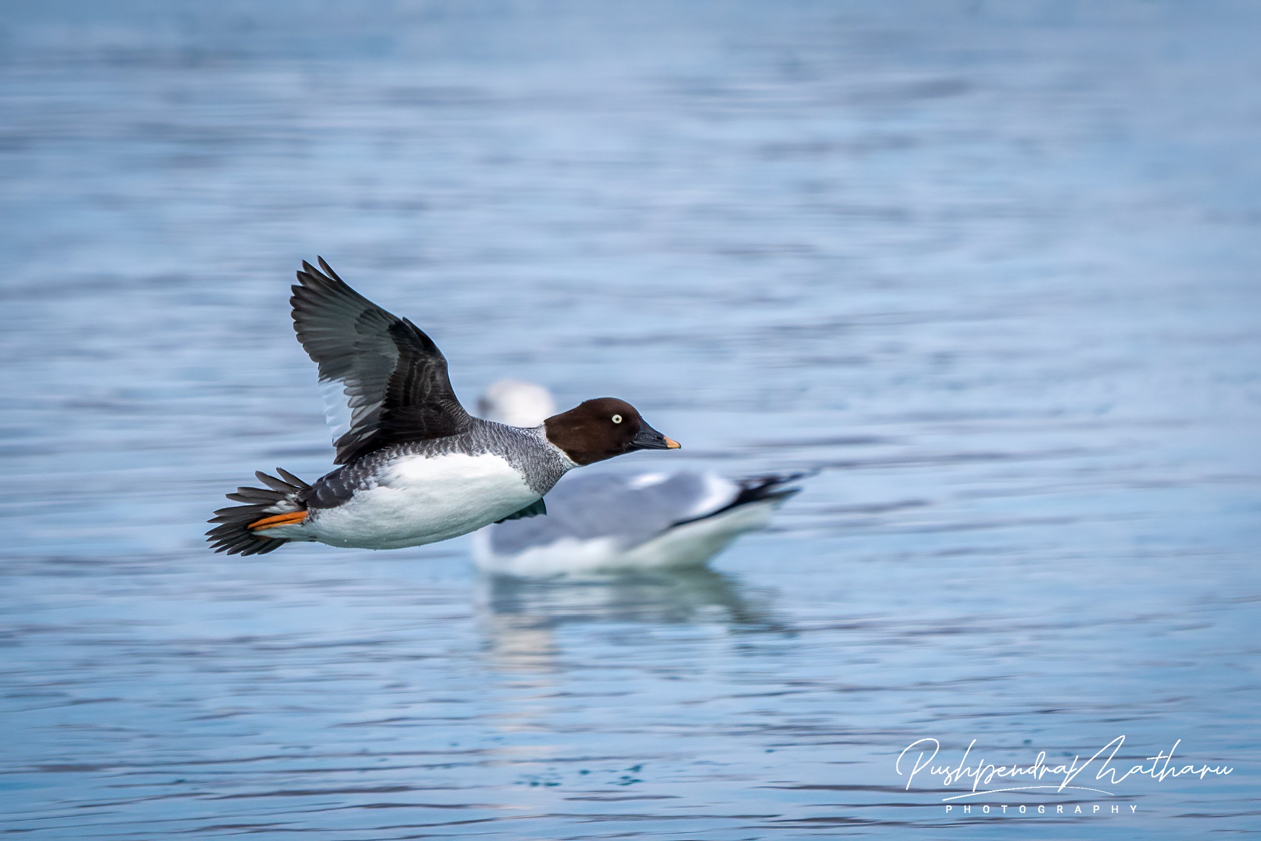 Common Goldeneye