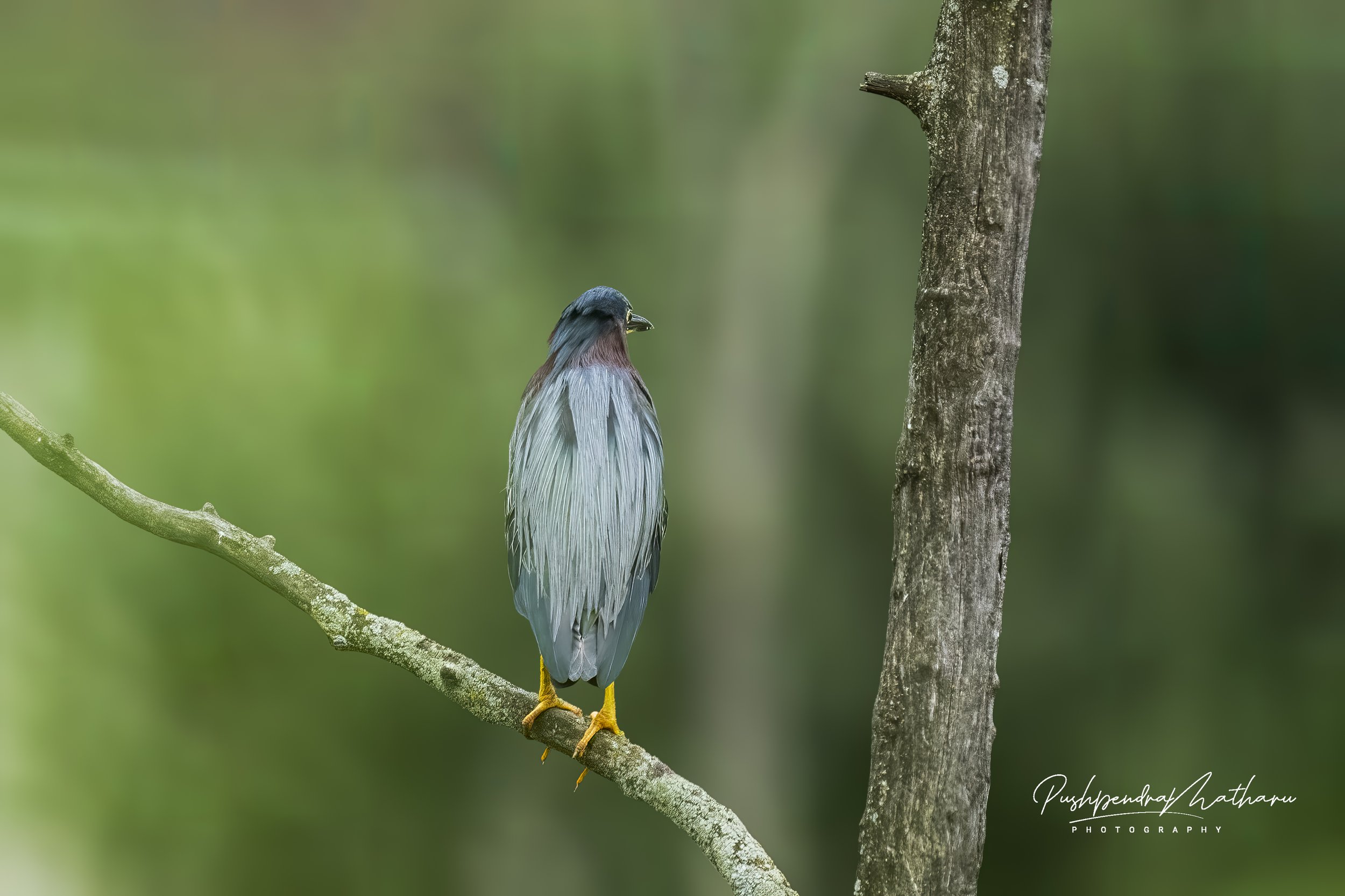 Green Heron