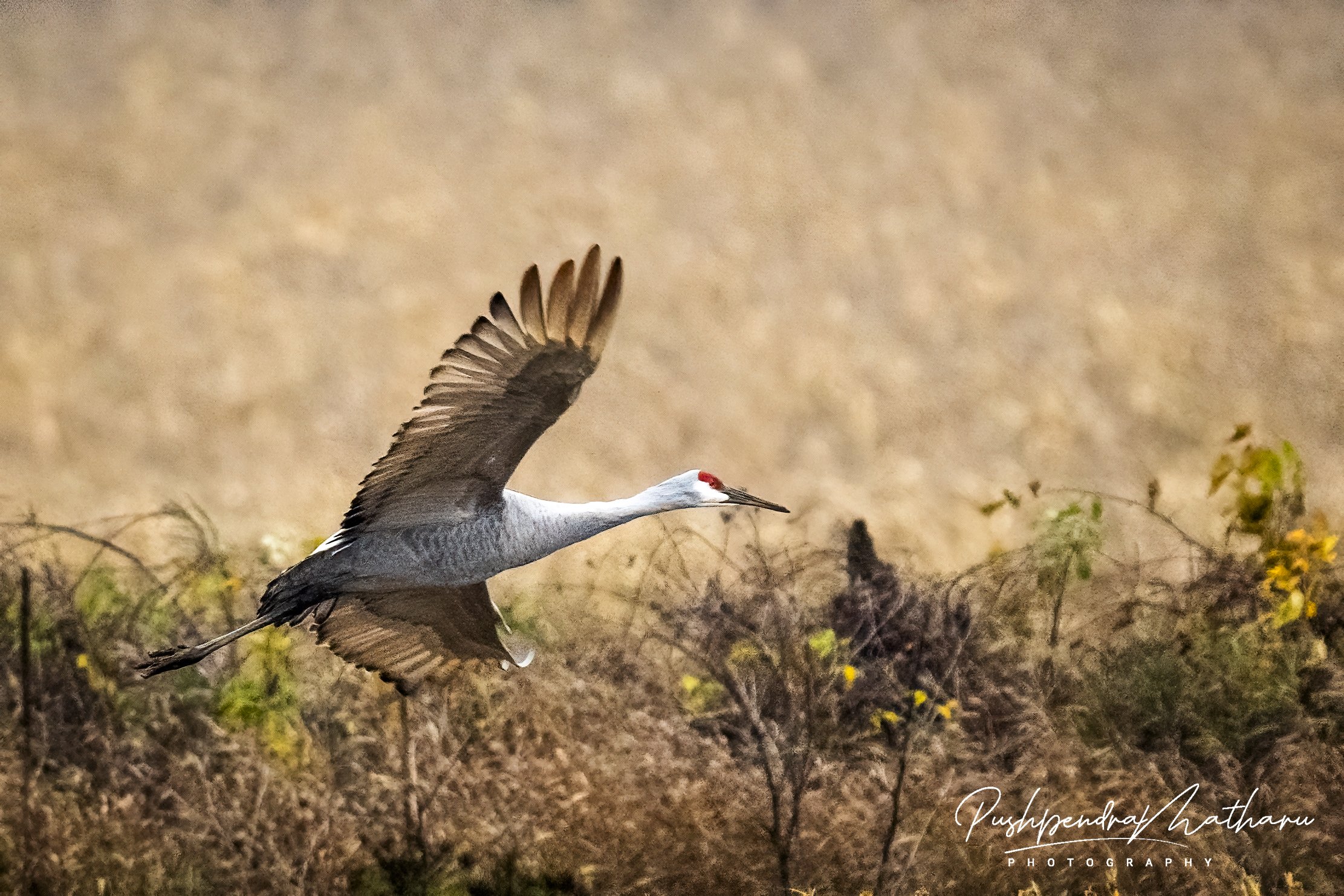 Sandhill Cranes
