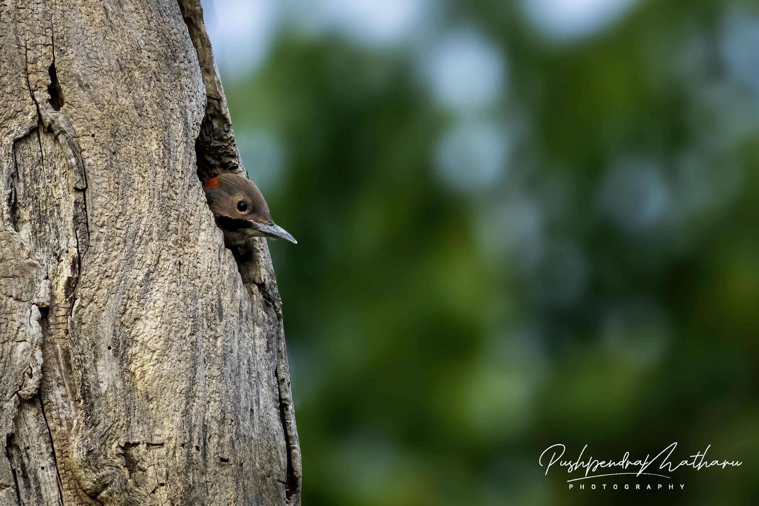 Northern Flicker - Juvenile