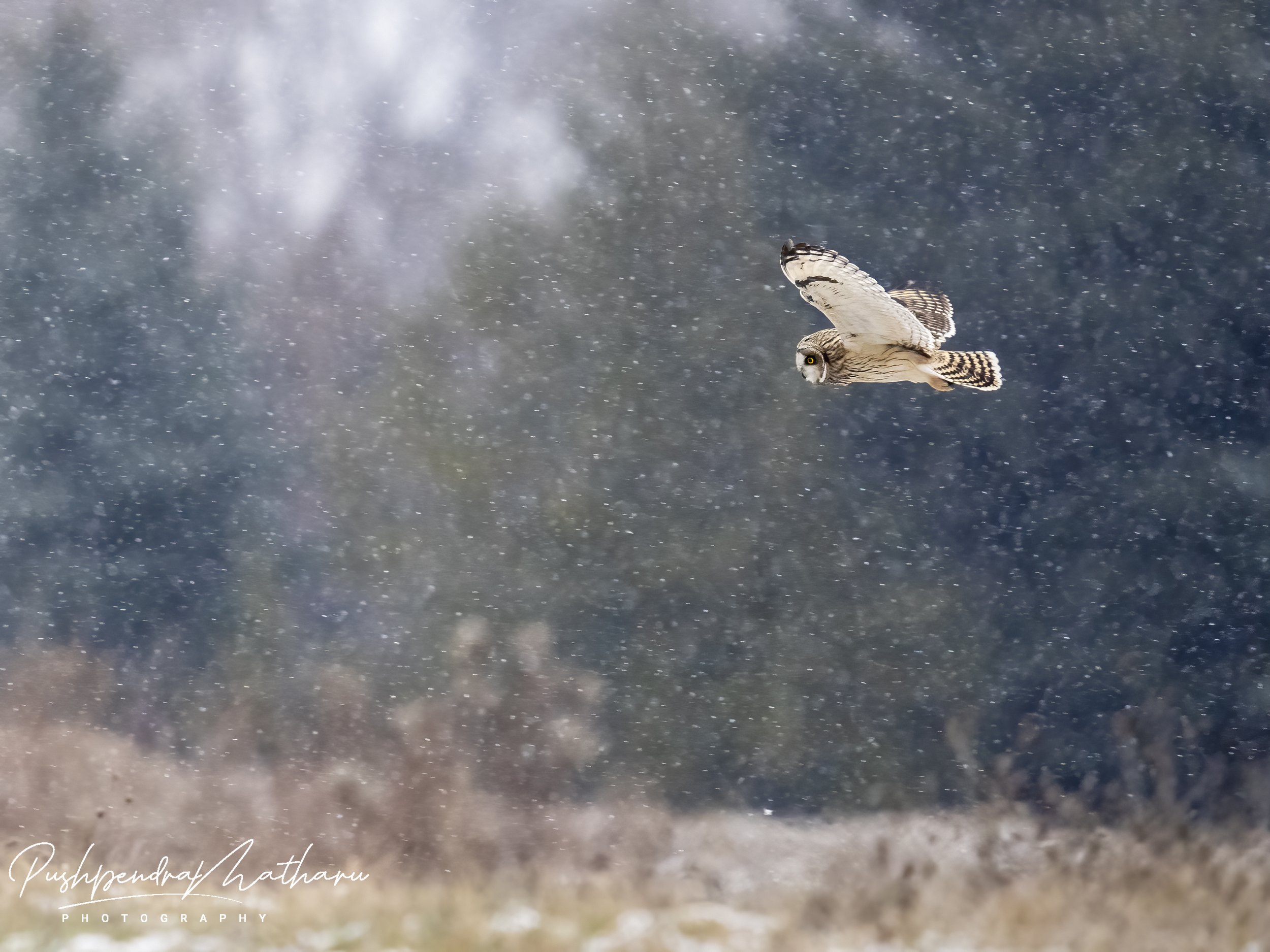 Short Eared Owl in snow