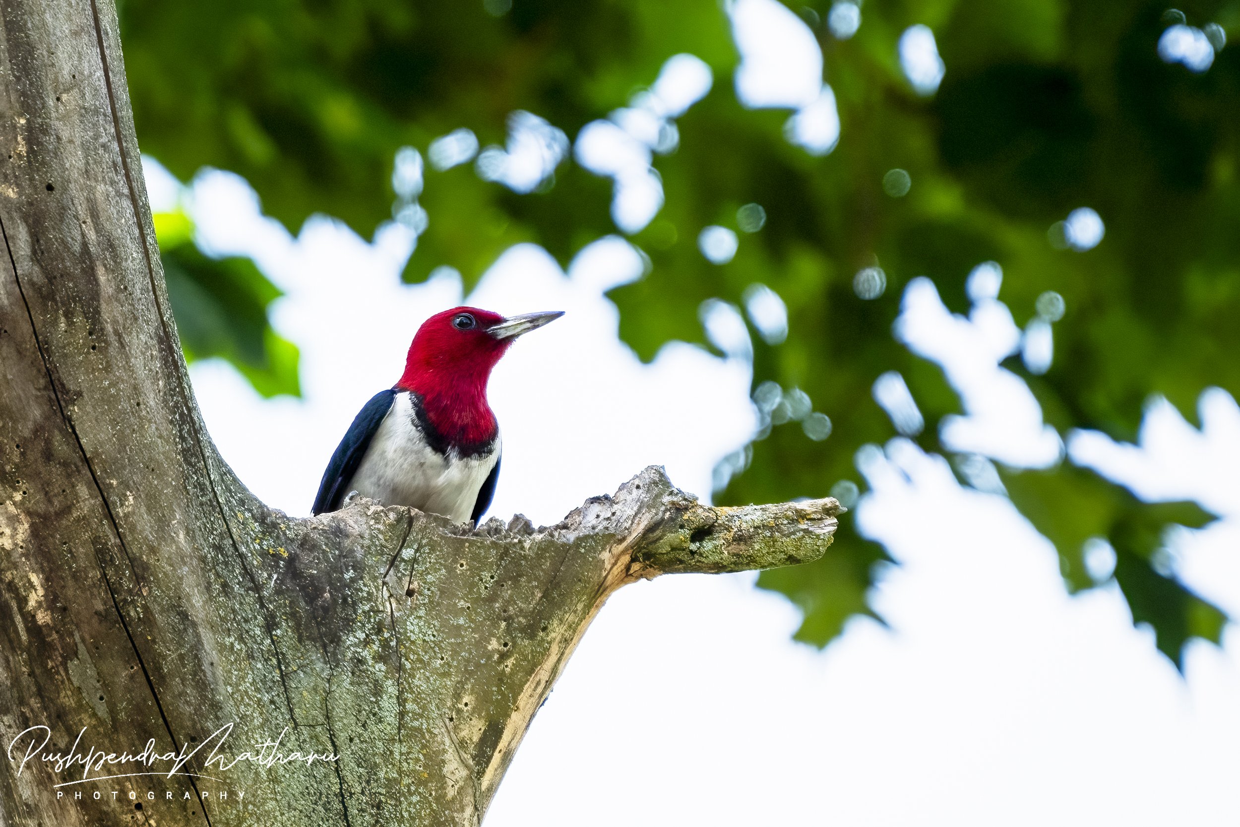 Red Headed Woodpecker