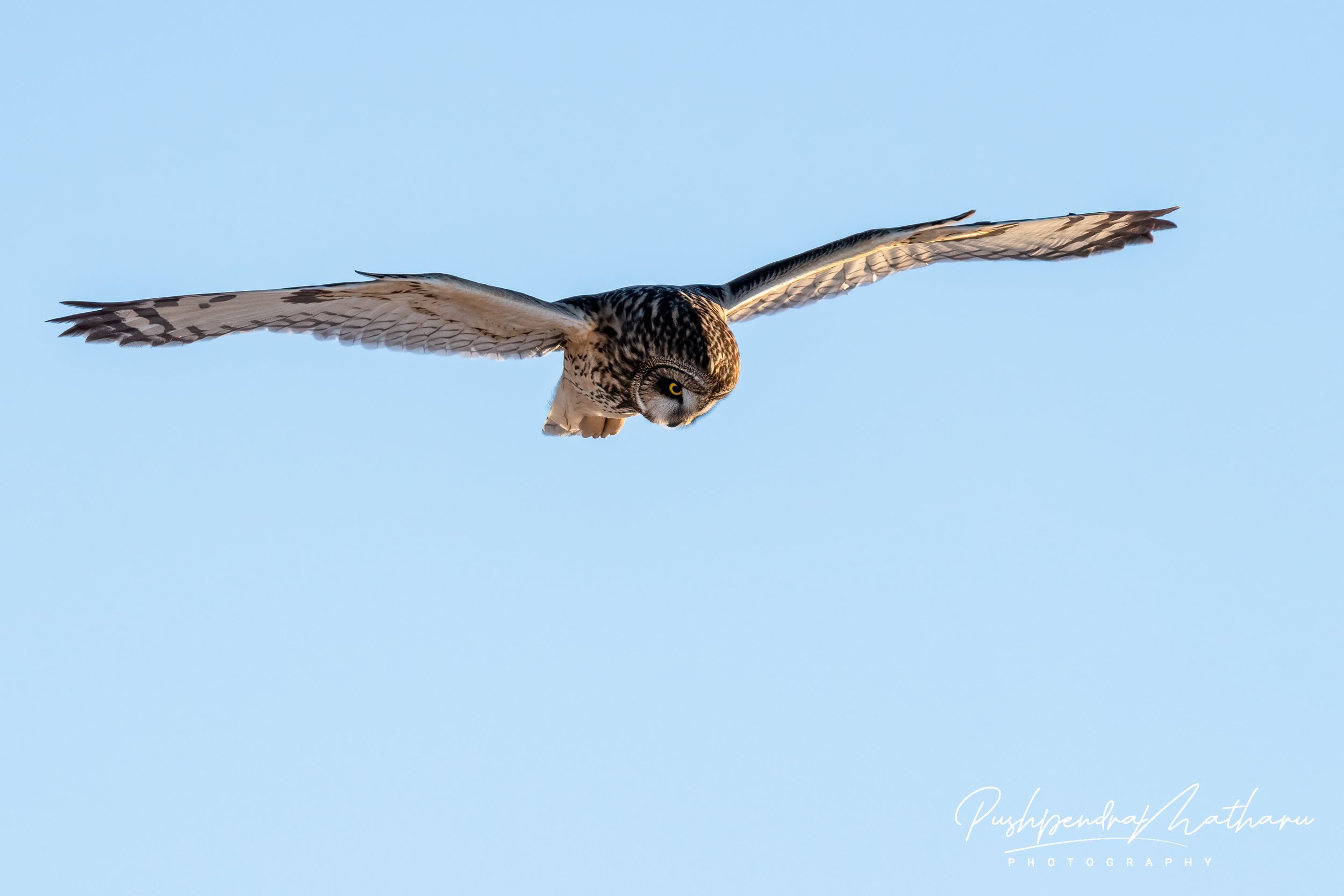 Short Eared Owl