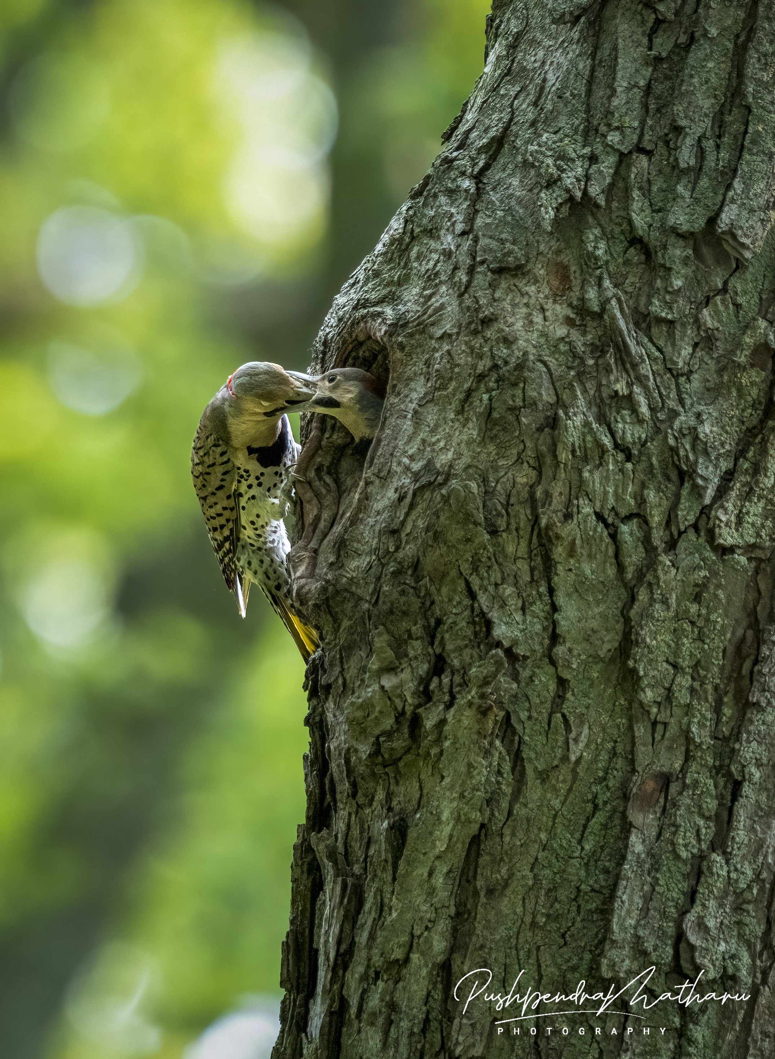 Northern Flicker feeding