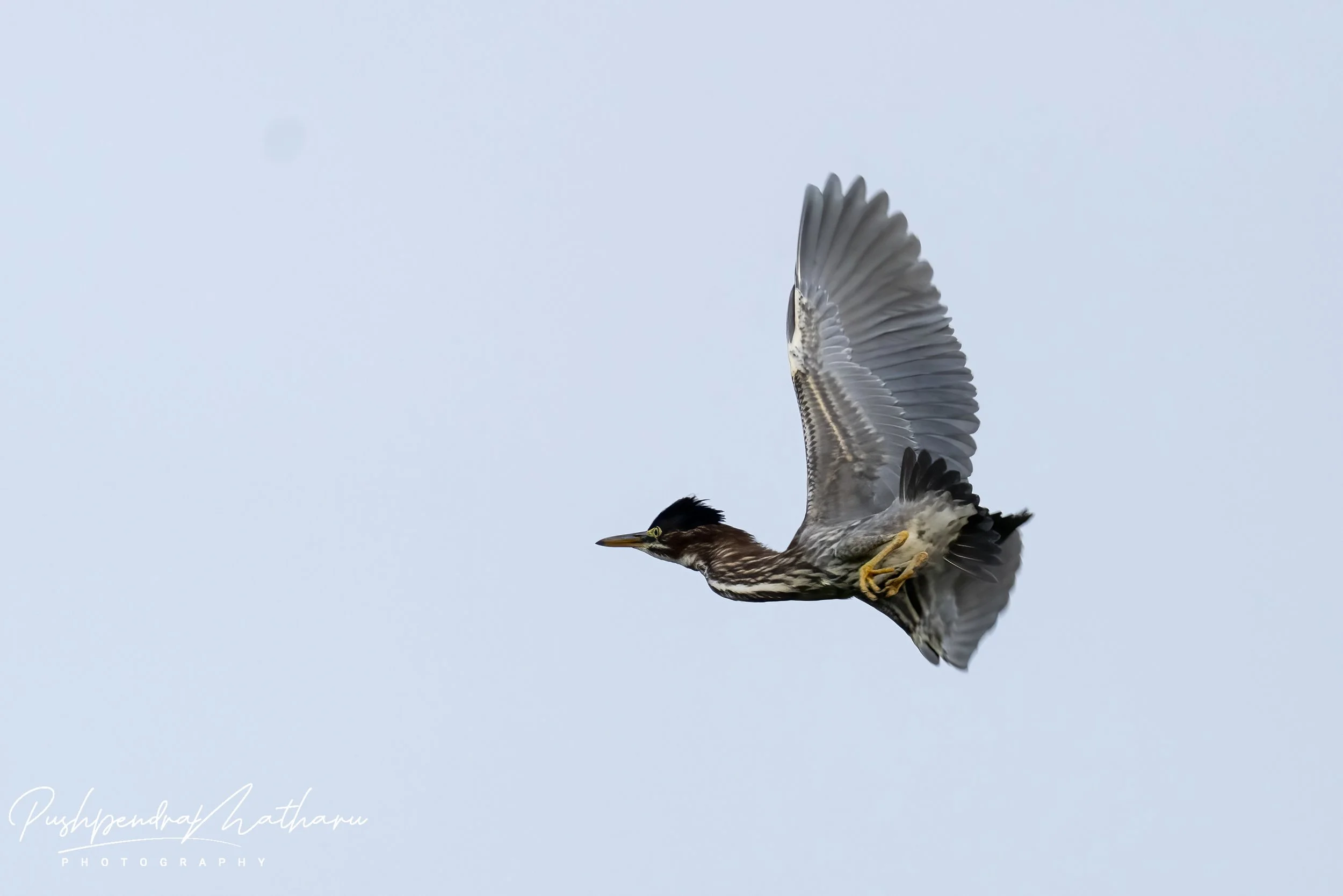 Green Heron