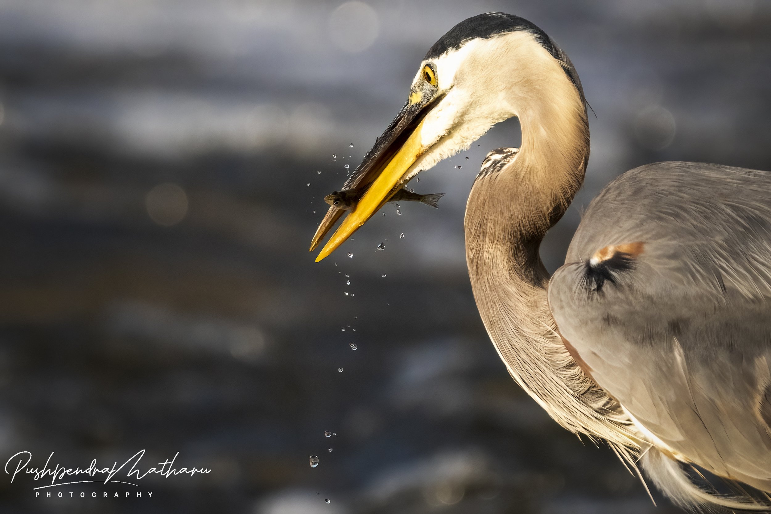 Great Blue Heron with fish