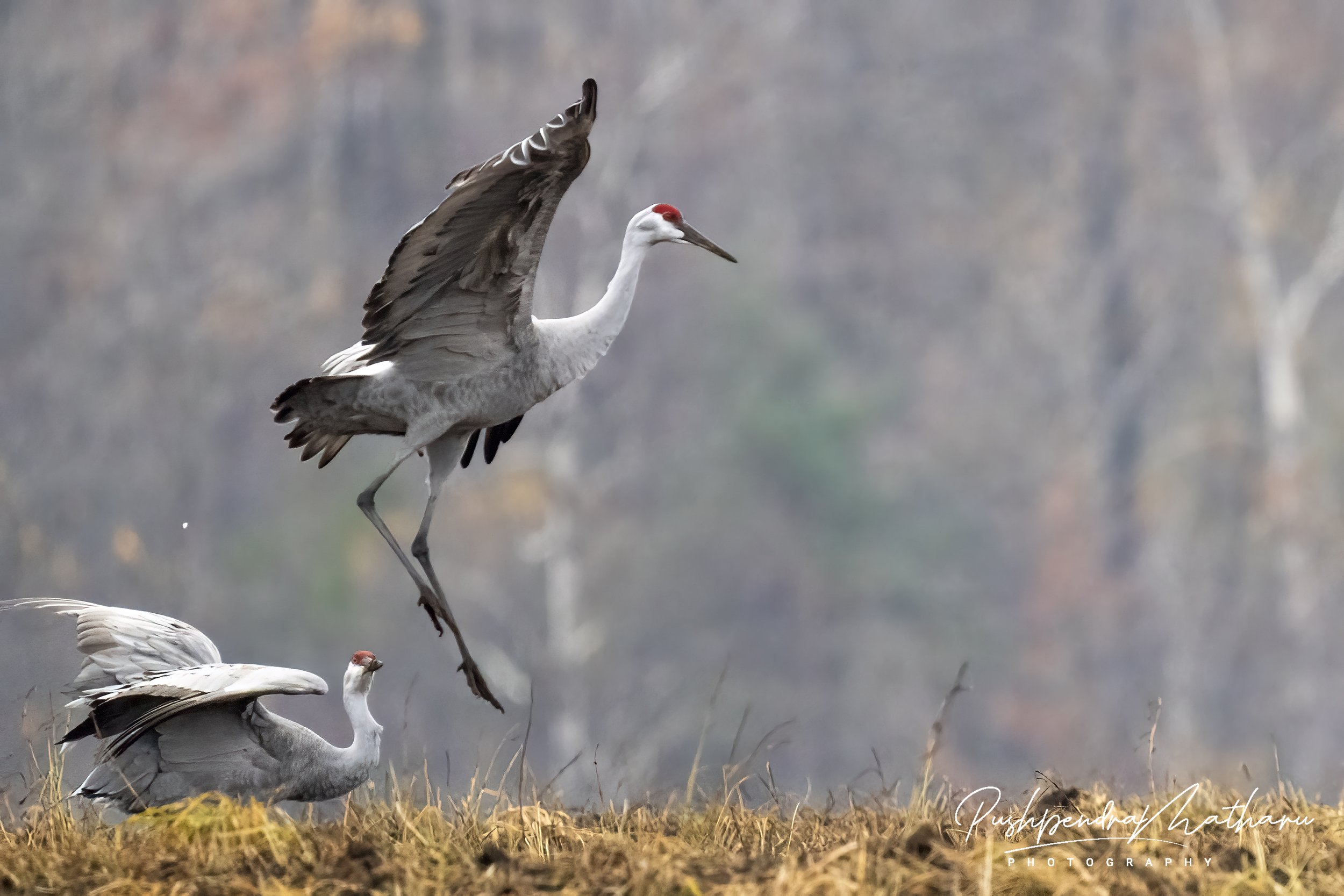 Sandhill Cranes