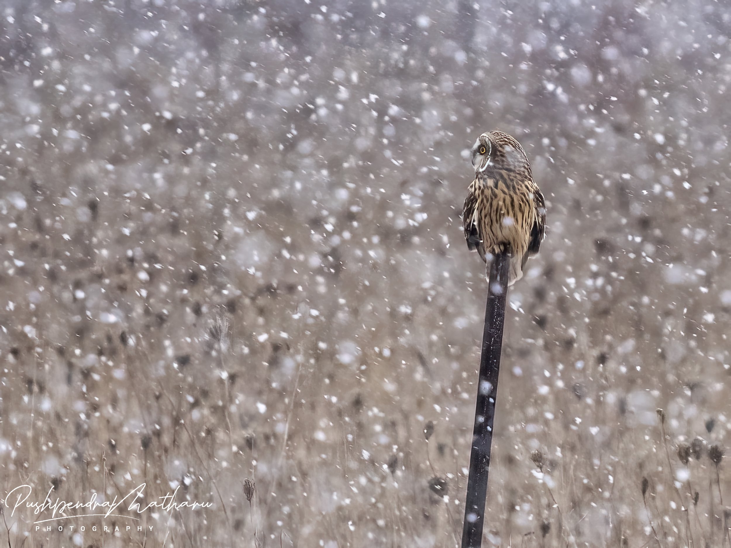 Short Eared Owl in snow