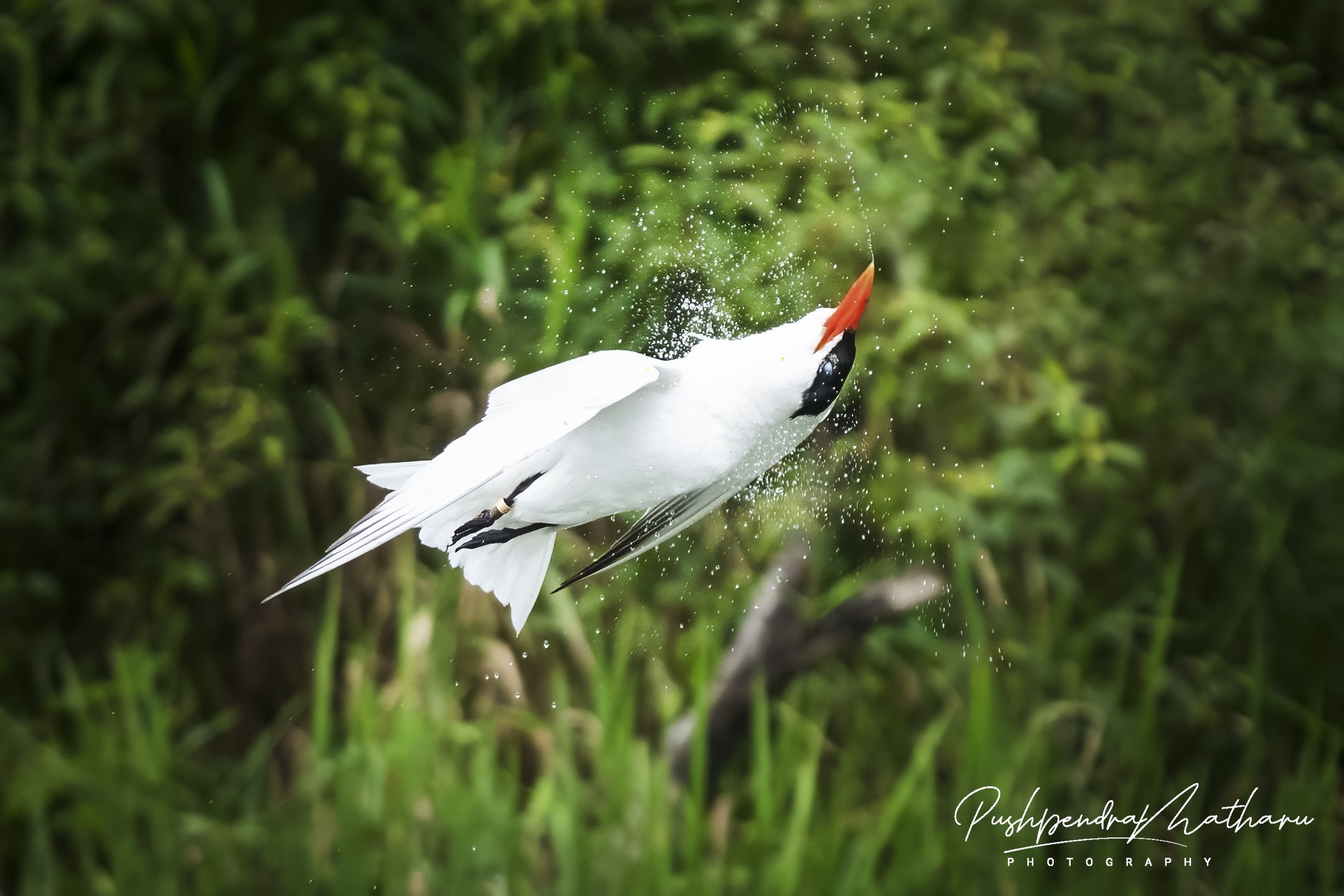 Caspian Tern shaking water