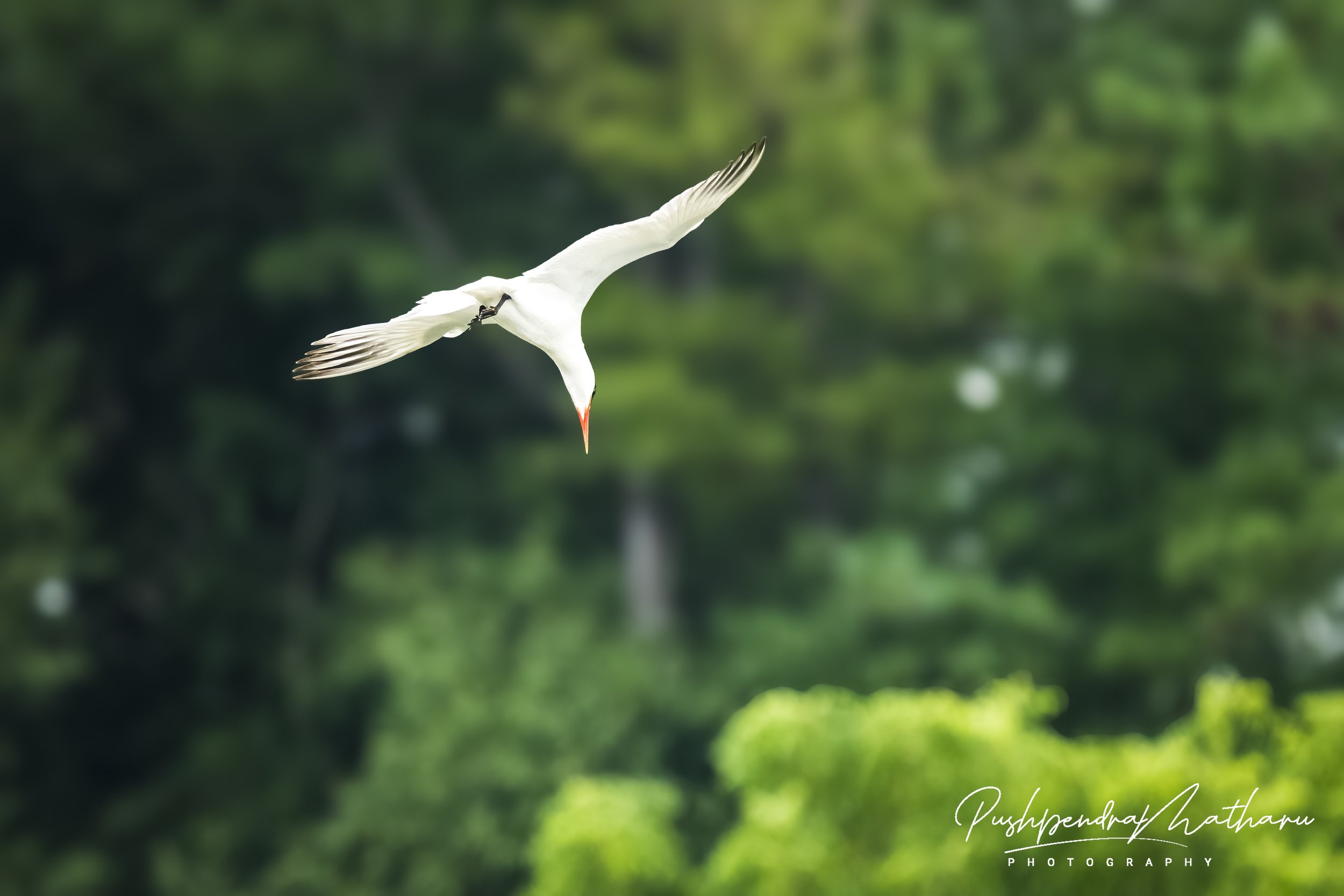 Caspian Tern