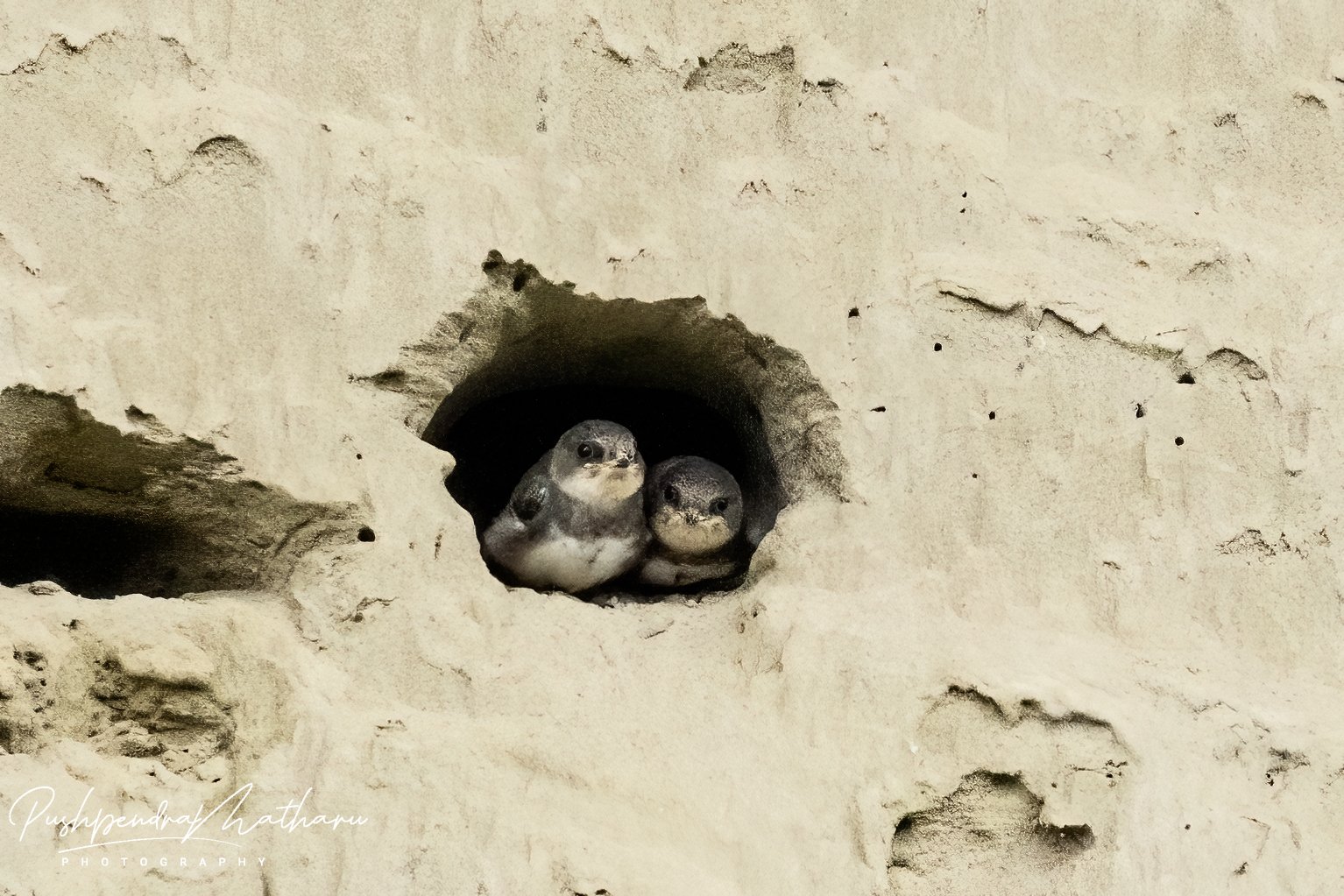 Cliff Swallow nest - babies waiting for food