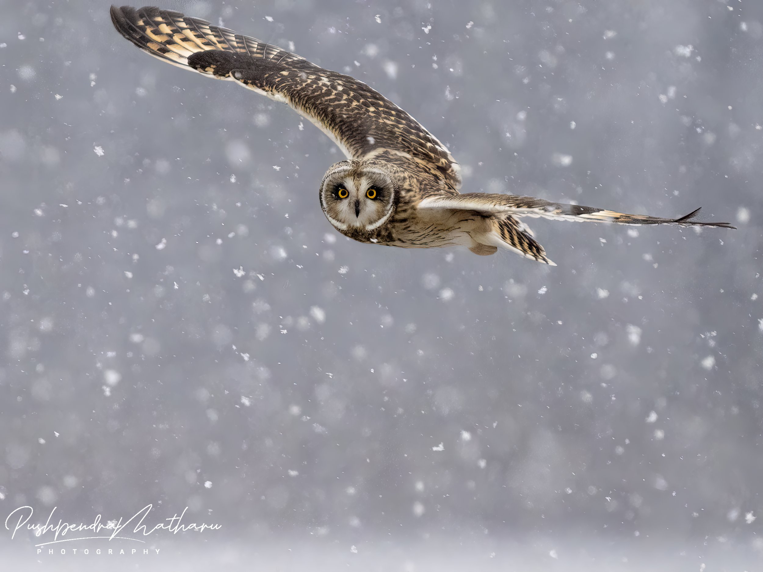 Short Eared Owl in snow