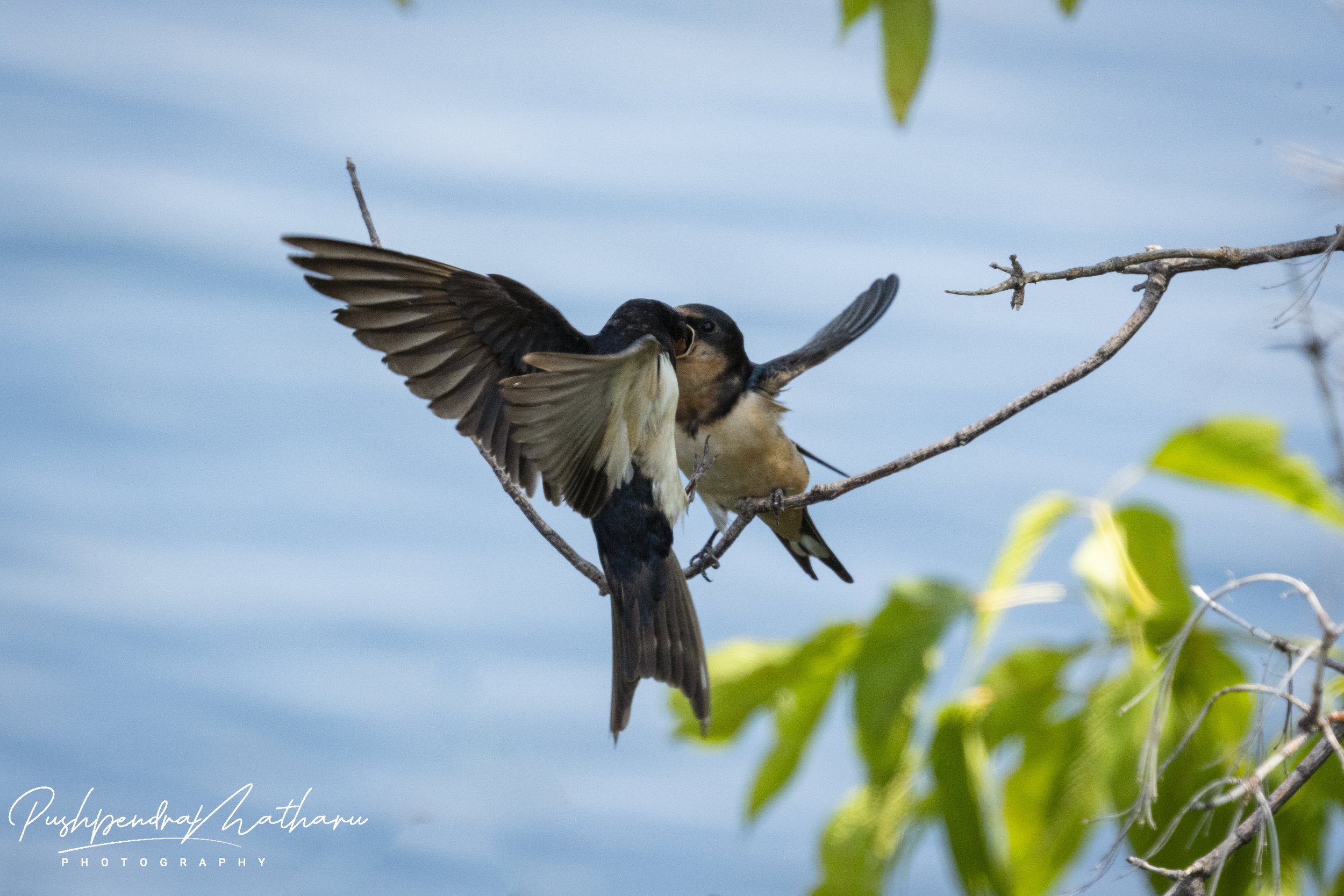 Barn Swallows feeding Juvenile