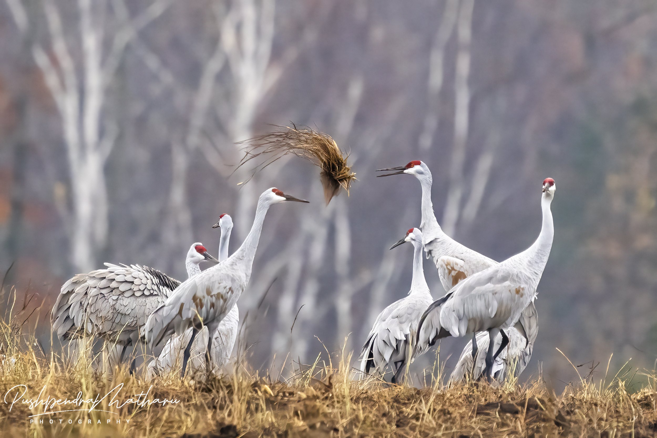 Sandhill Cranes
