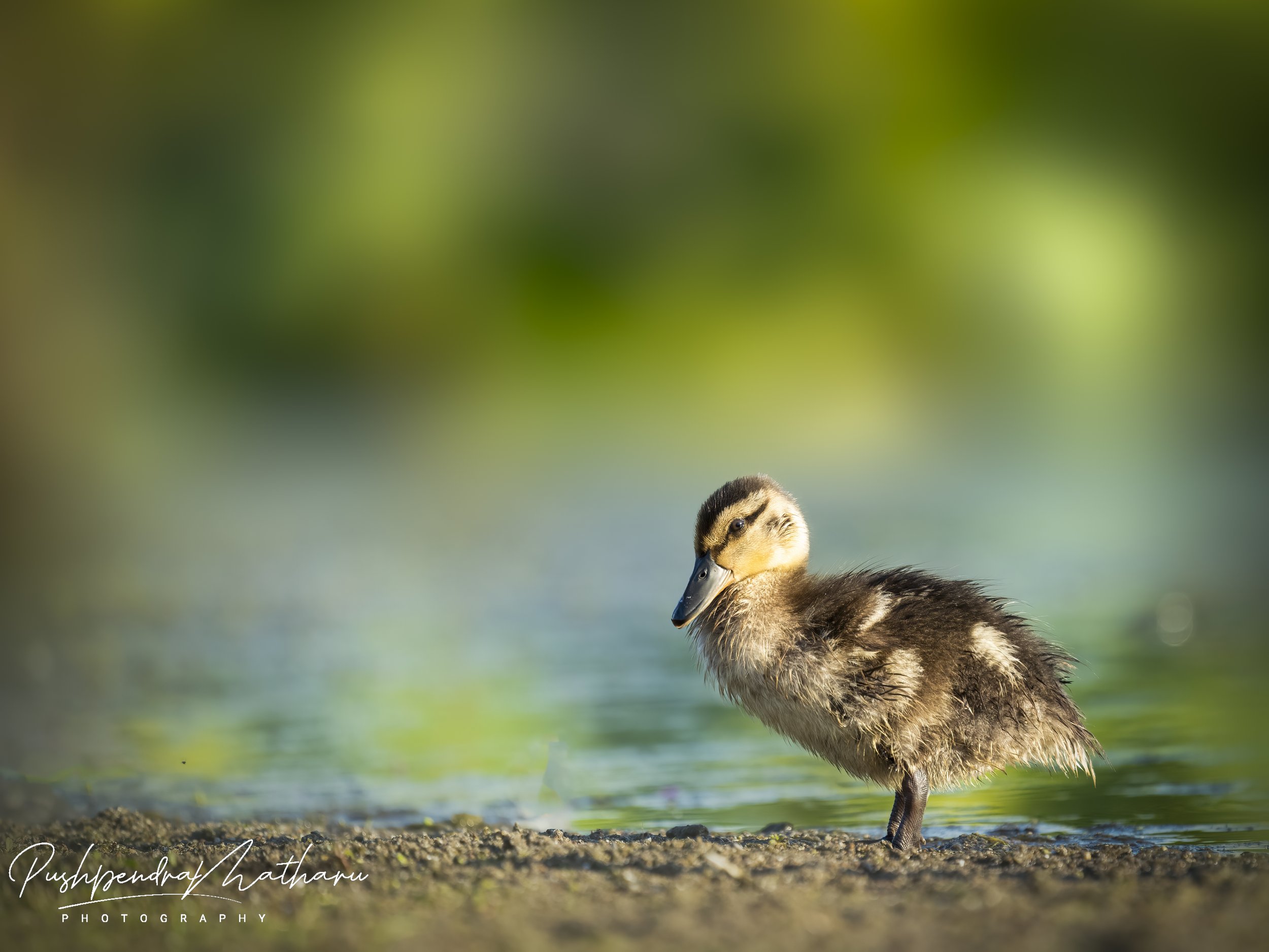 Mallard Duck - ducklet