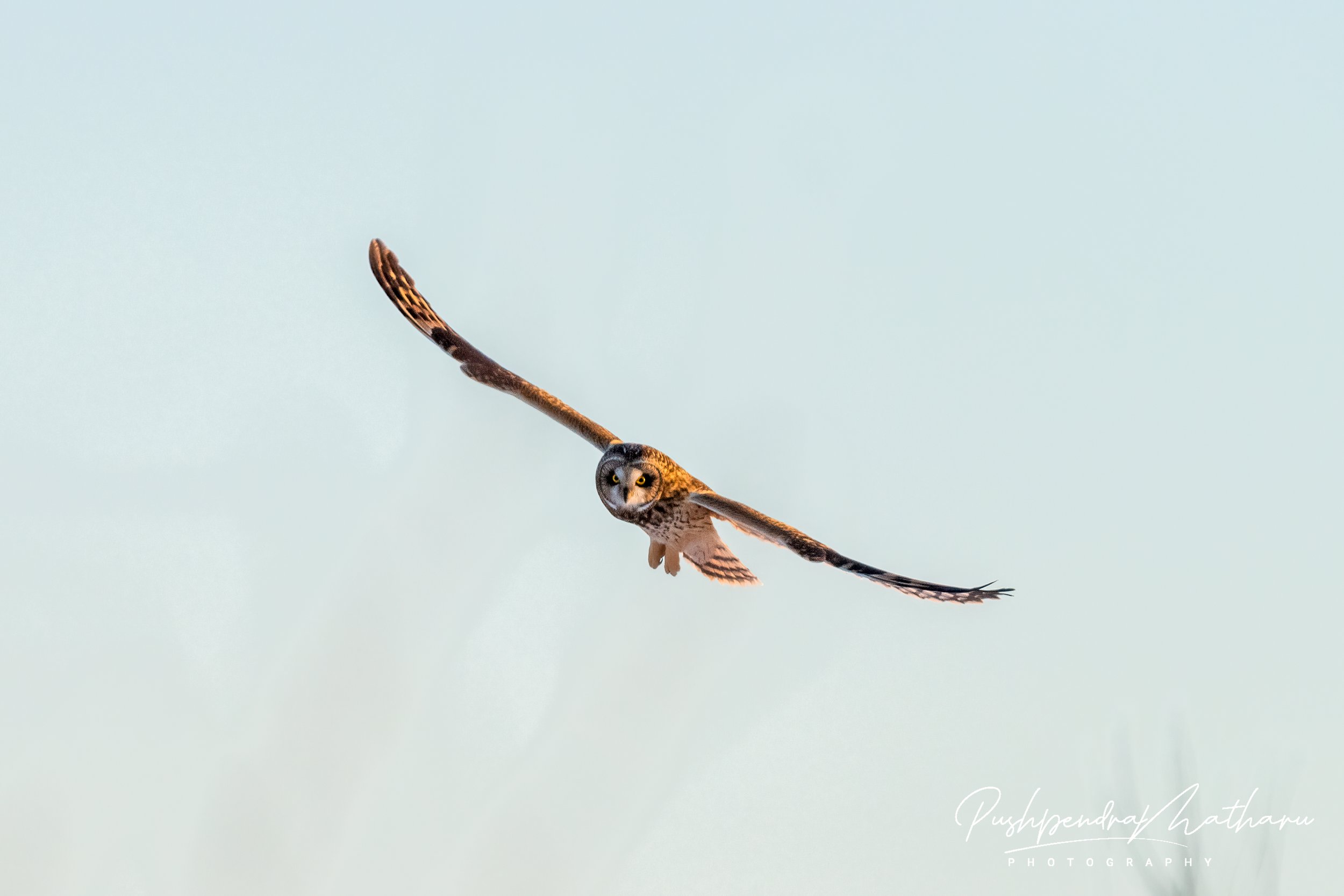 Short Eared Owl
