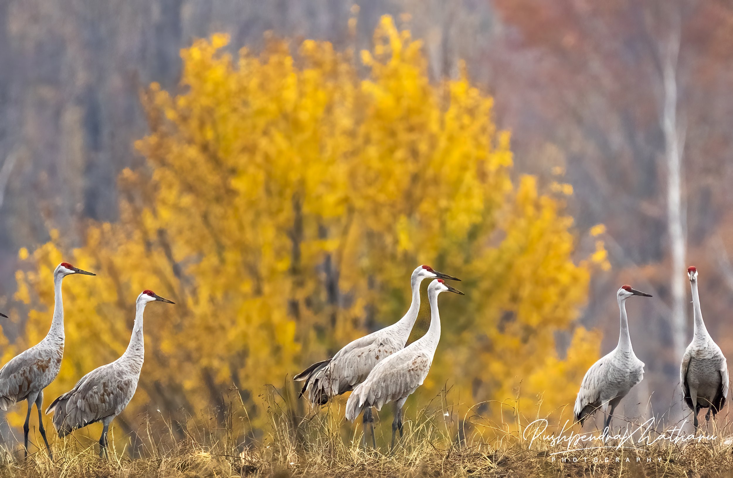 Sandhill Cranes