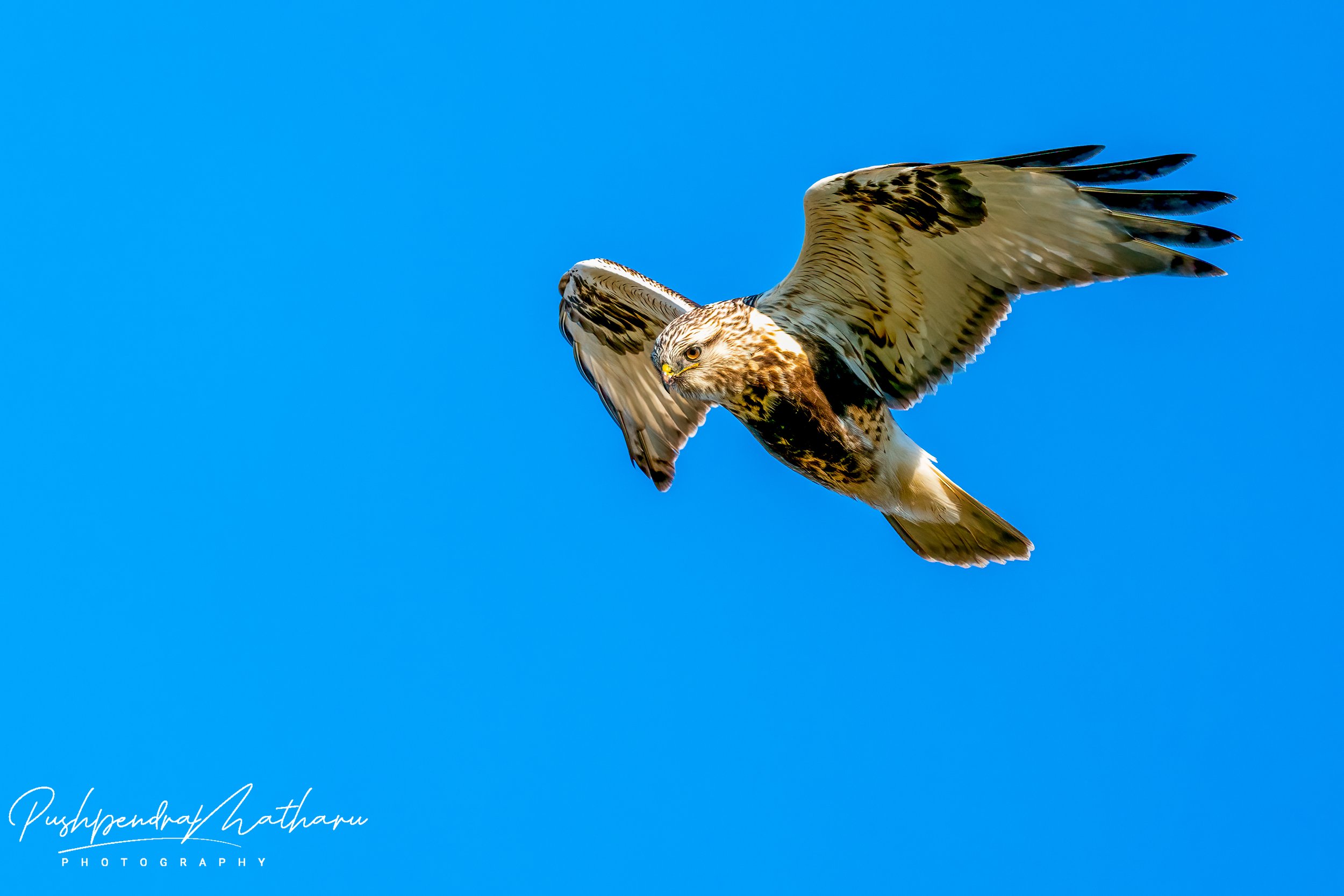 Rough-legged Hawk