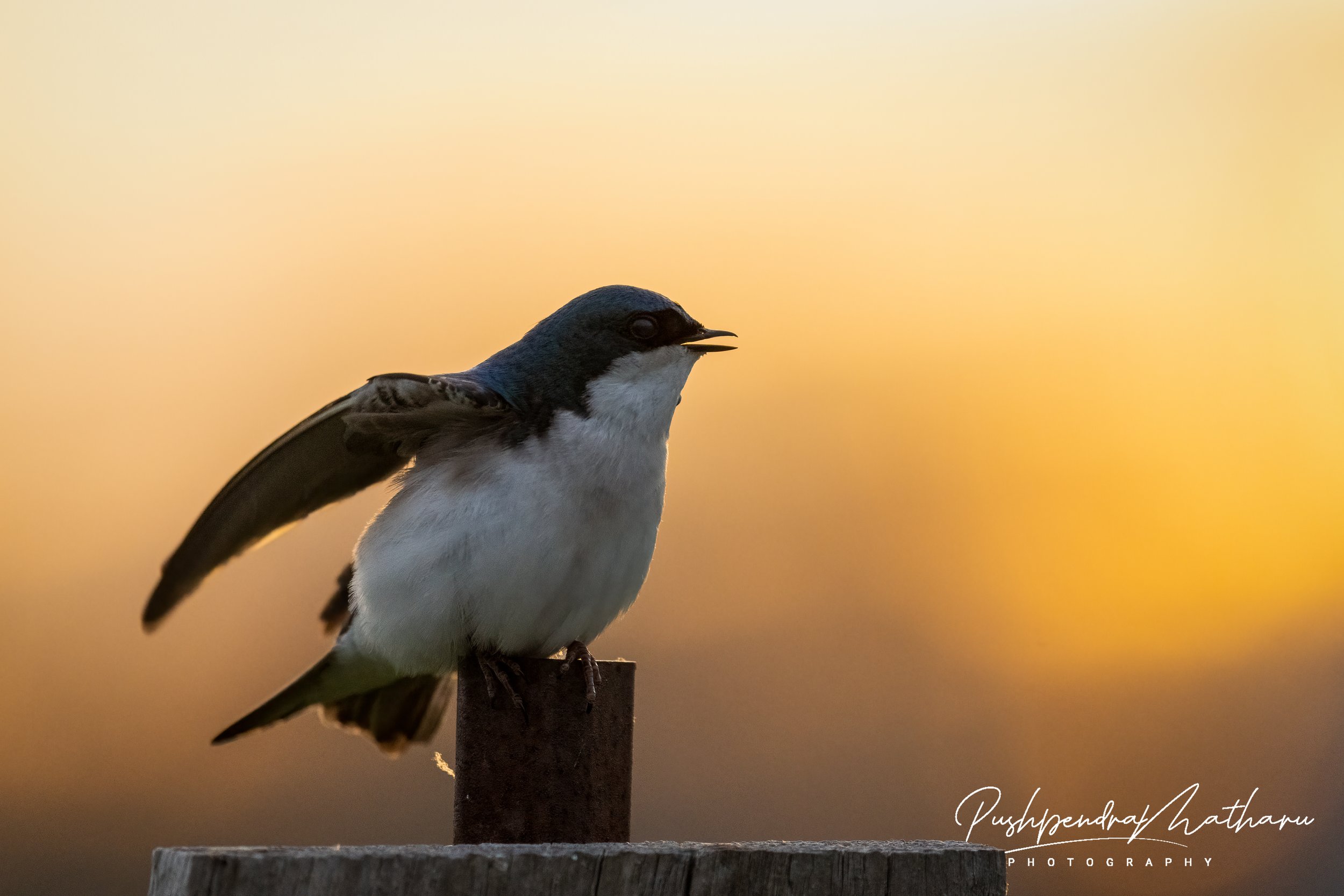 Tree Swallows during Sunset