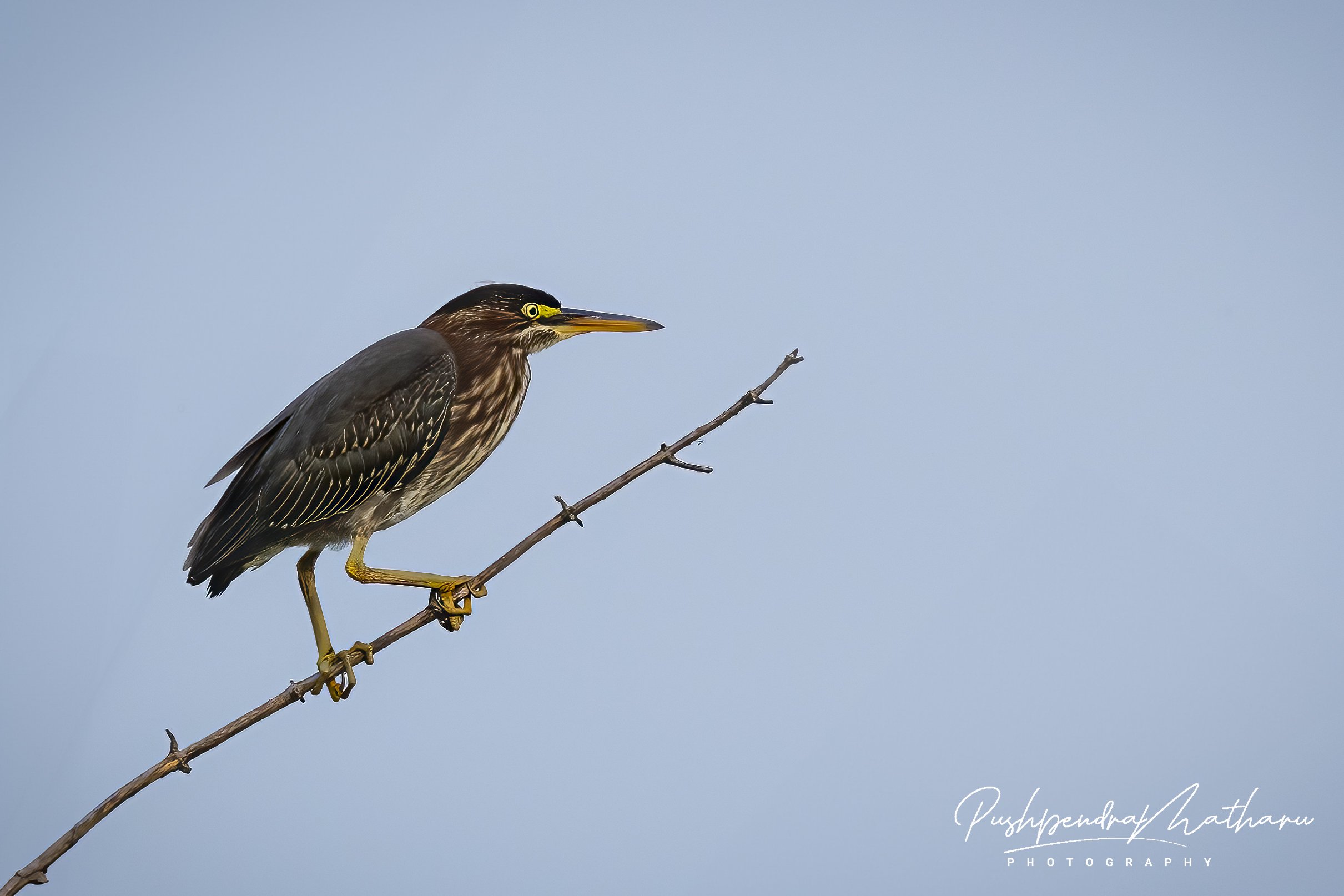 Green Heron