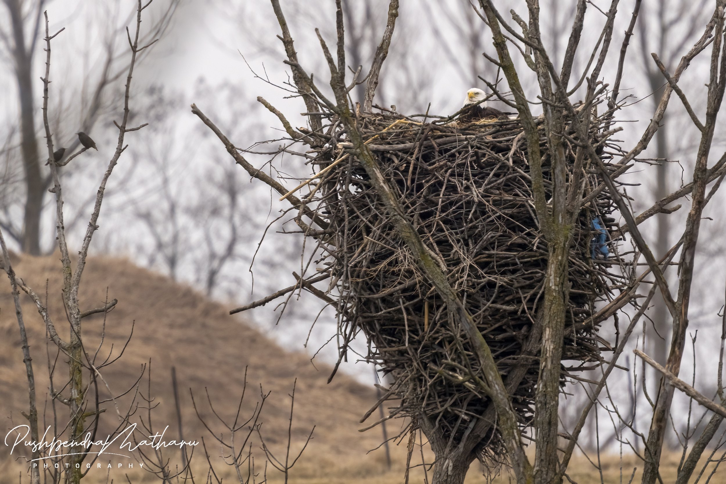Bald Eagle large nest