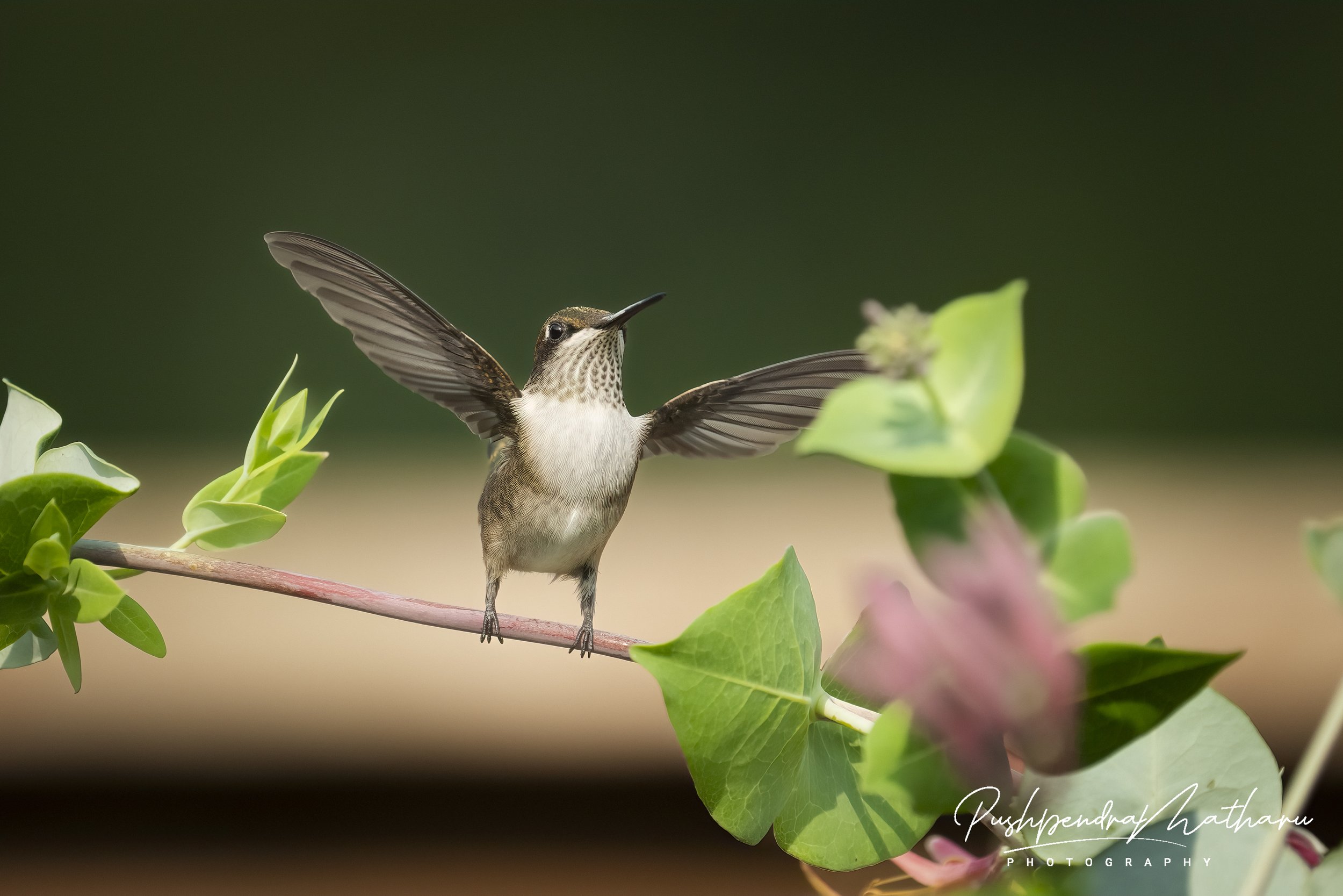 Ruby Throated Hummingbird Juvenile