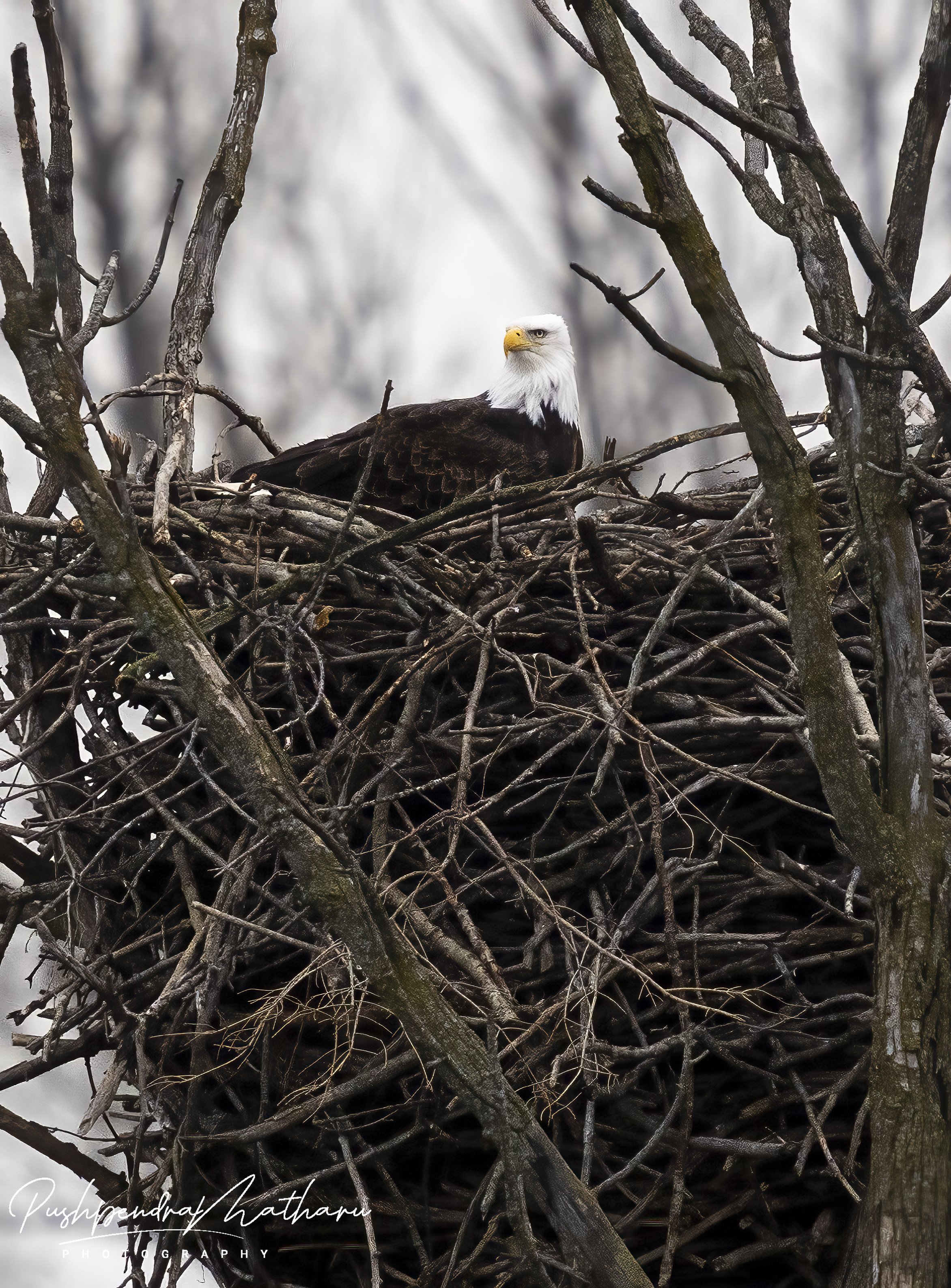 Bald Eagle - nesting