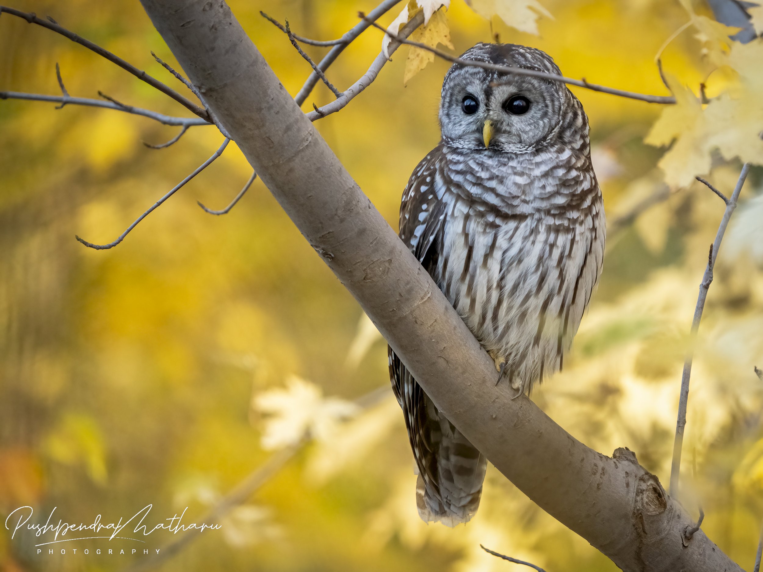 Barred owl