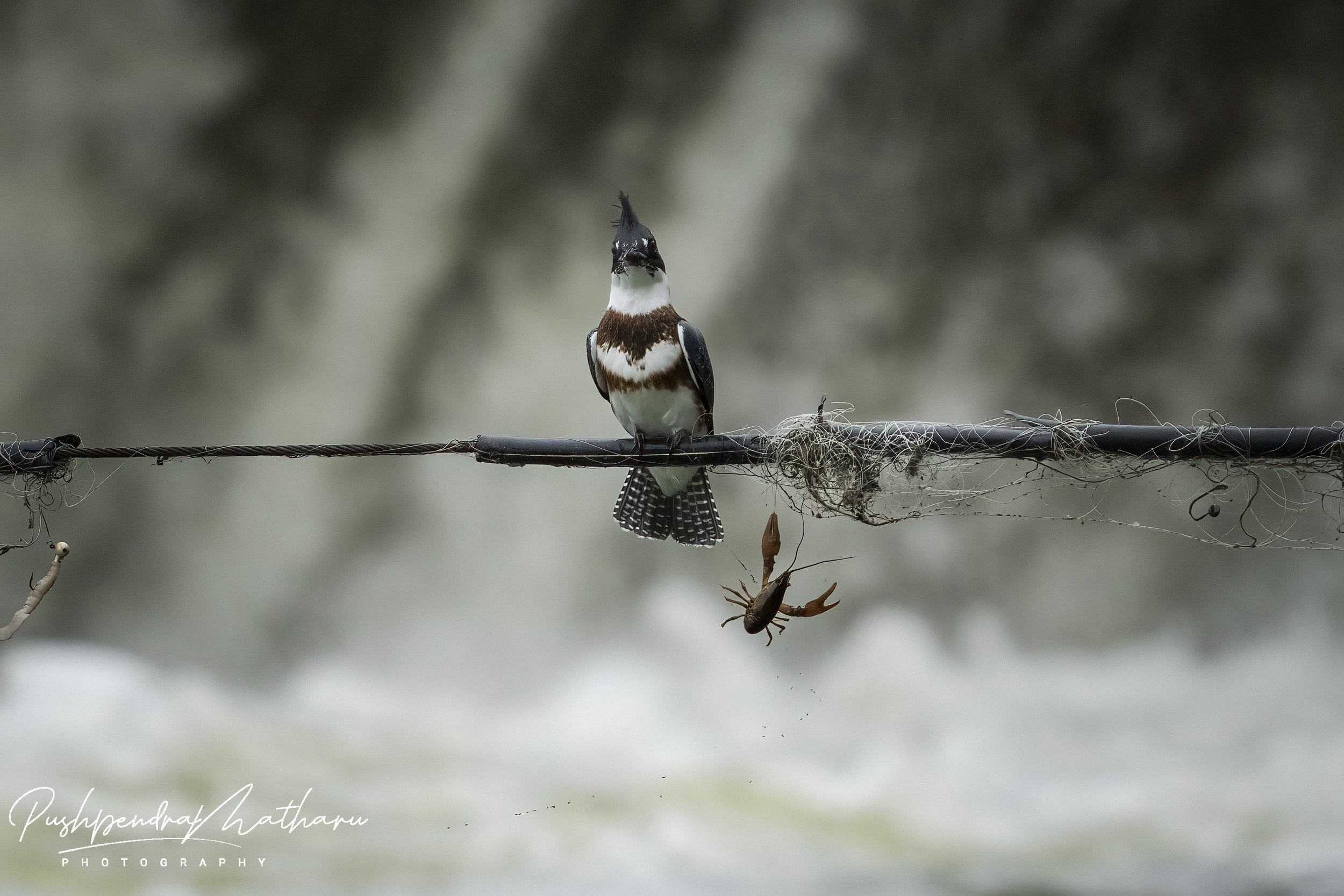 Belted Kingfisher - with cray fish