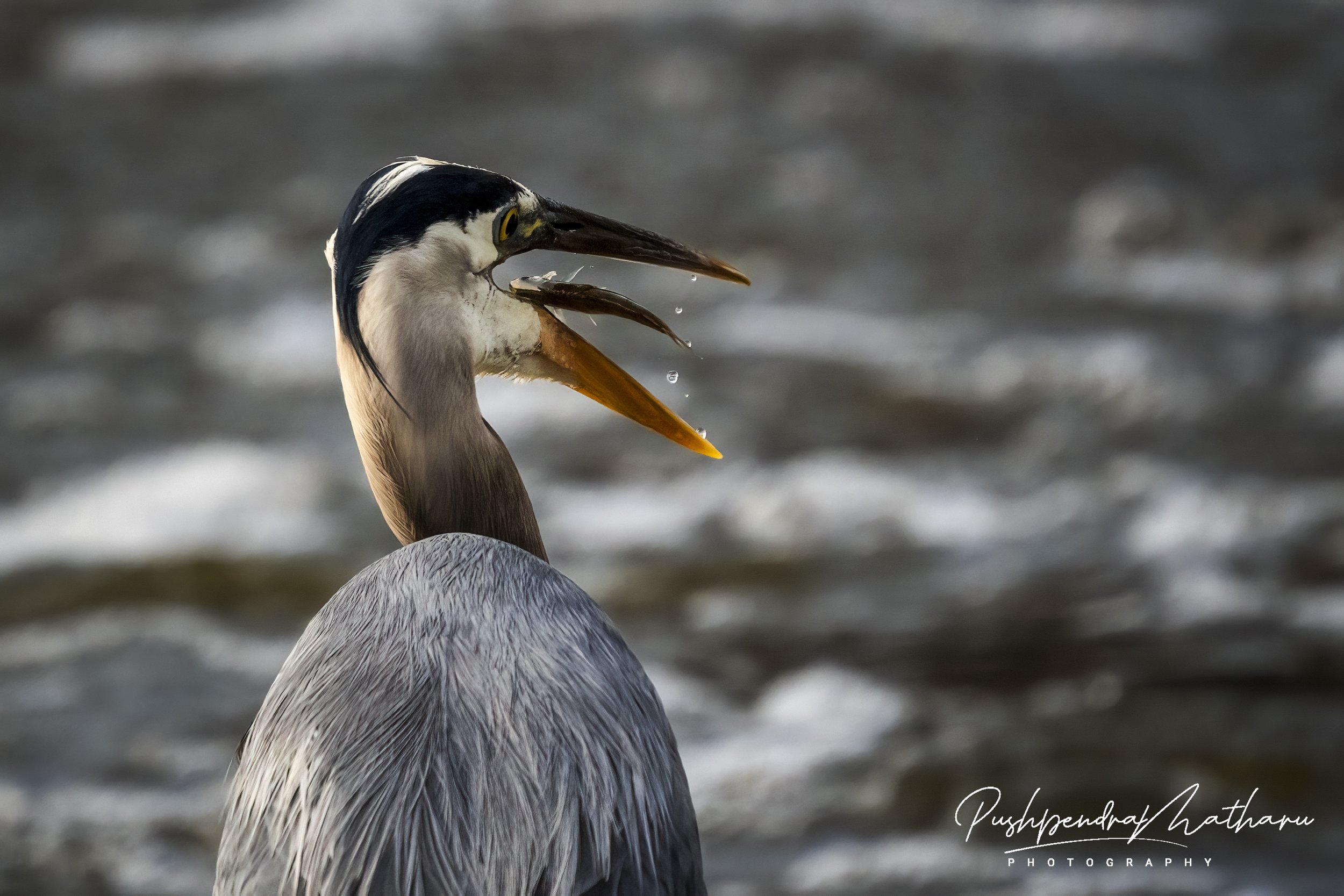 Great Blue Heron with fish