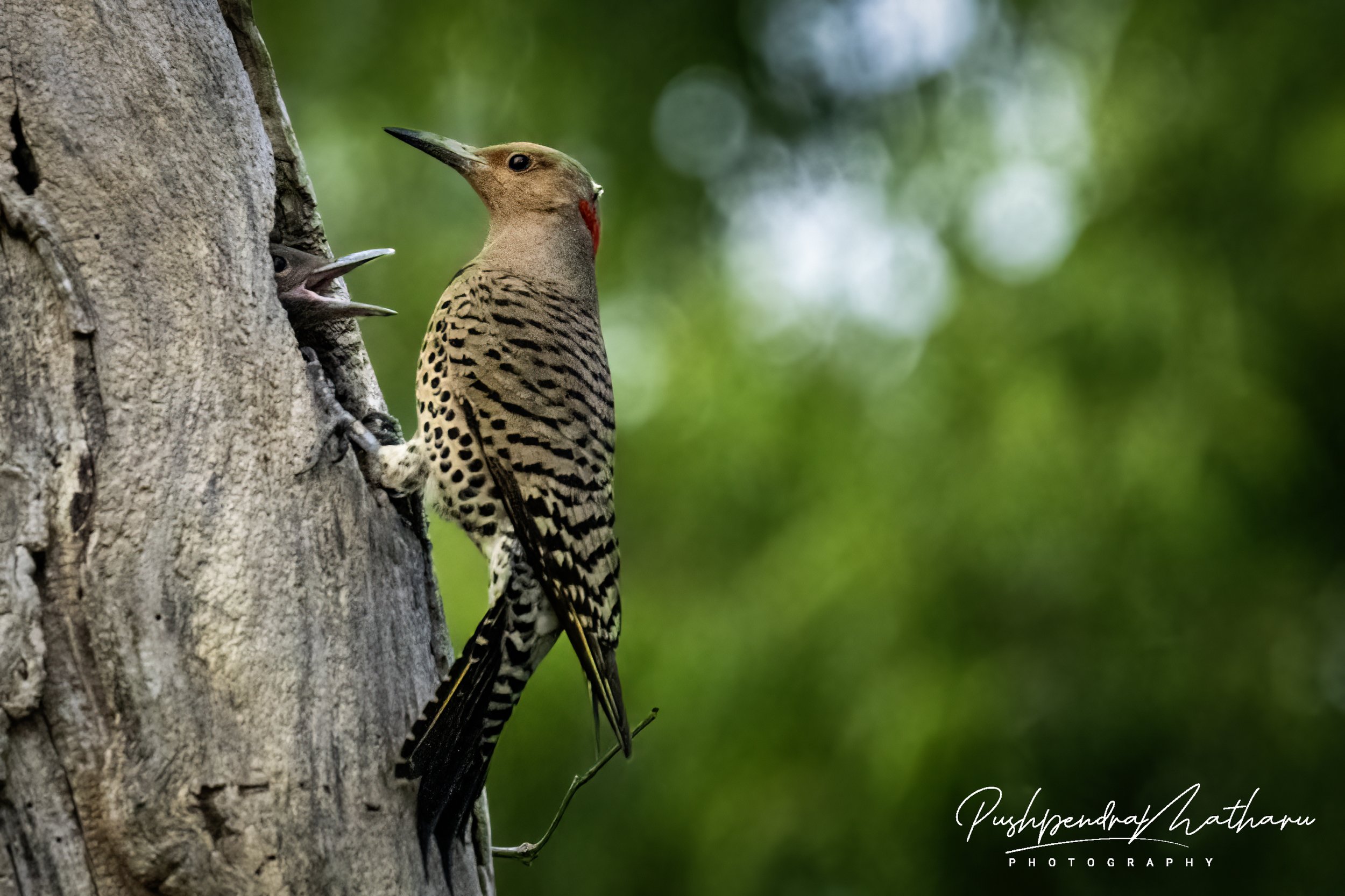 Northern Flicker feeding