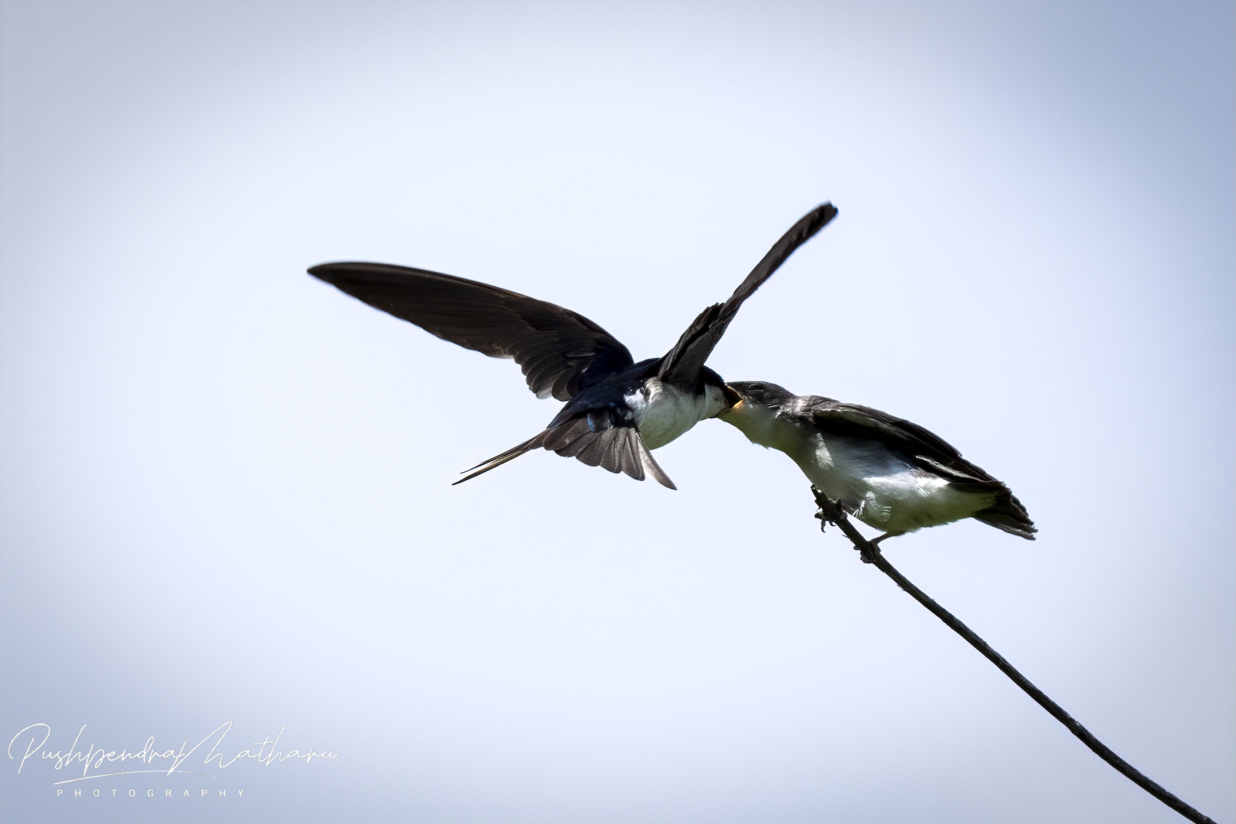 Bank Swallows feeding Juvenile