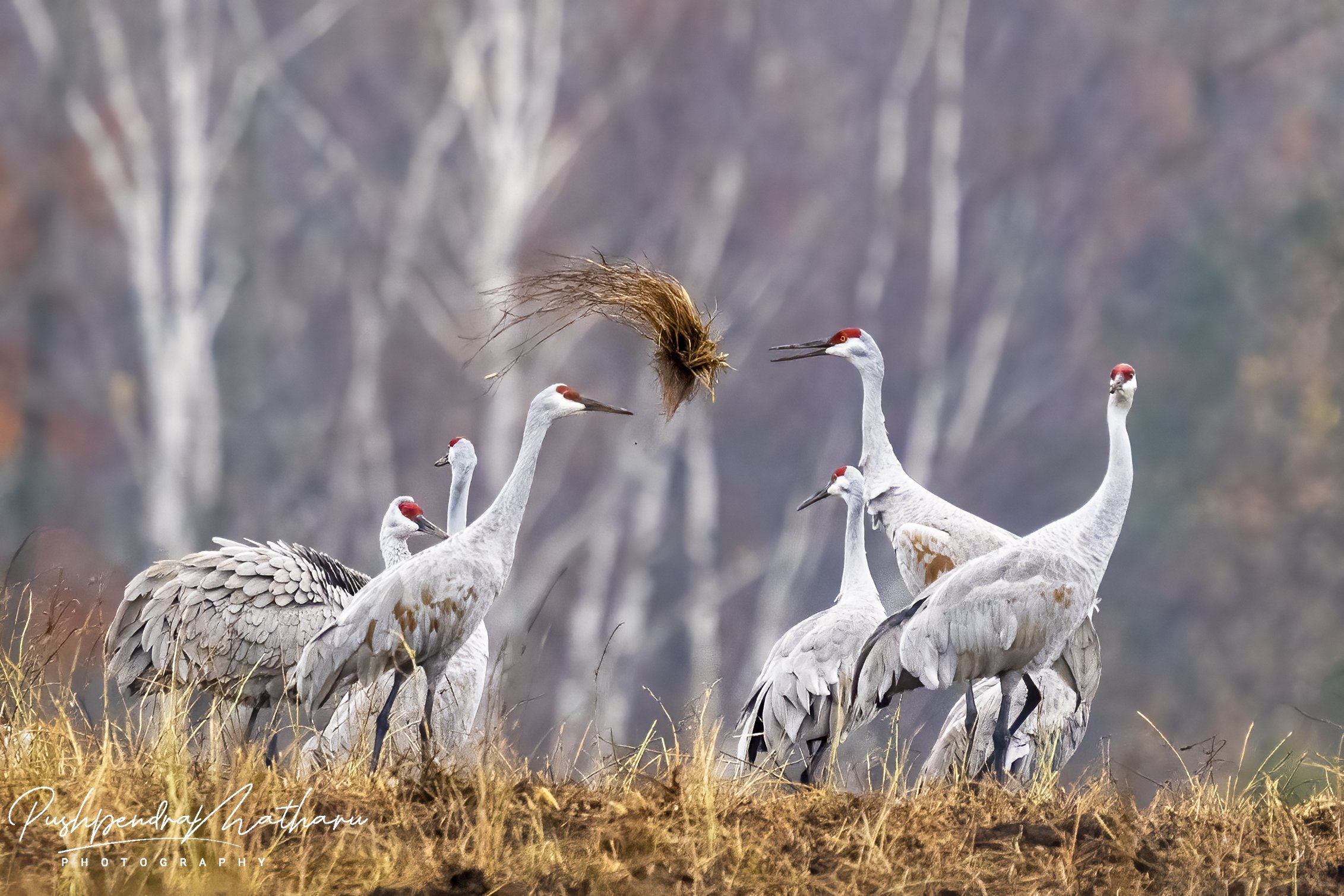 Sandhill Cranes