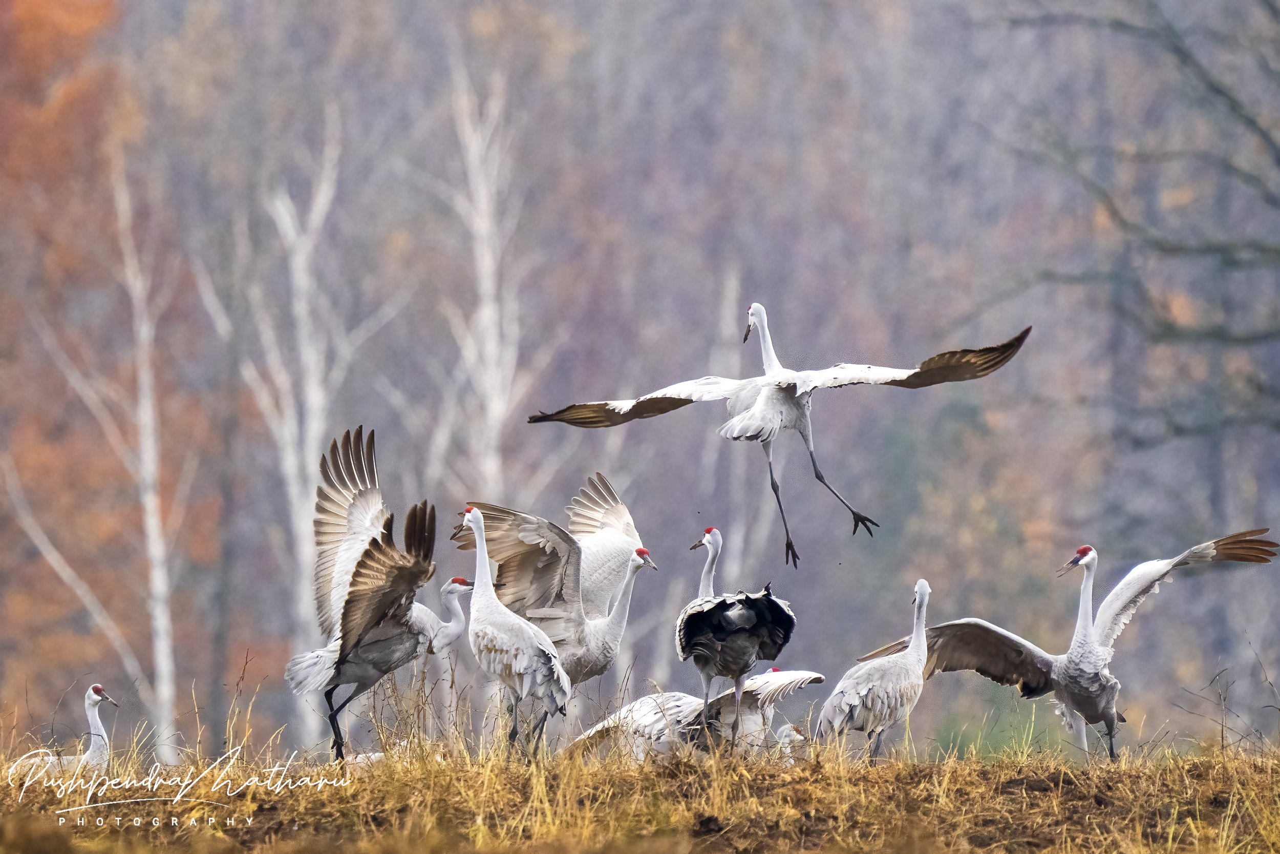 Sandhill Cranes