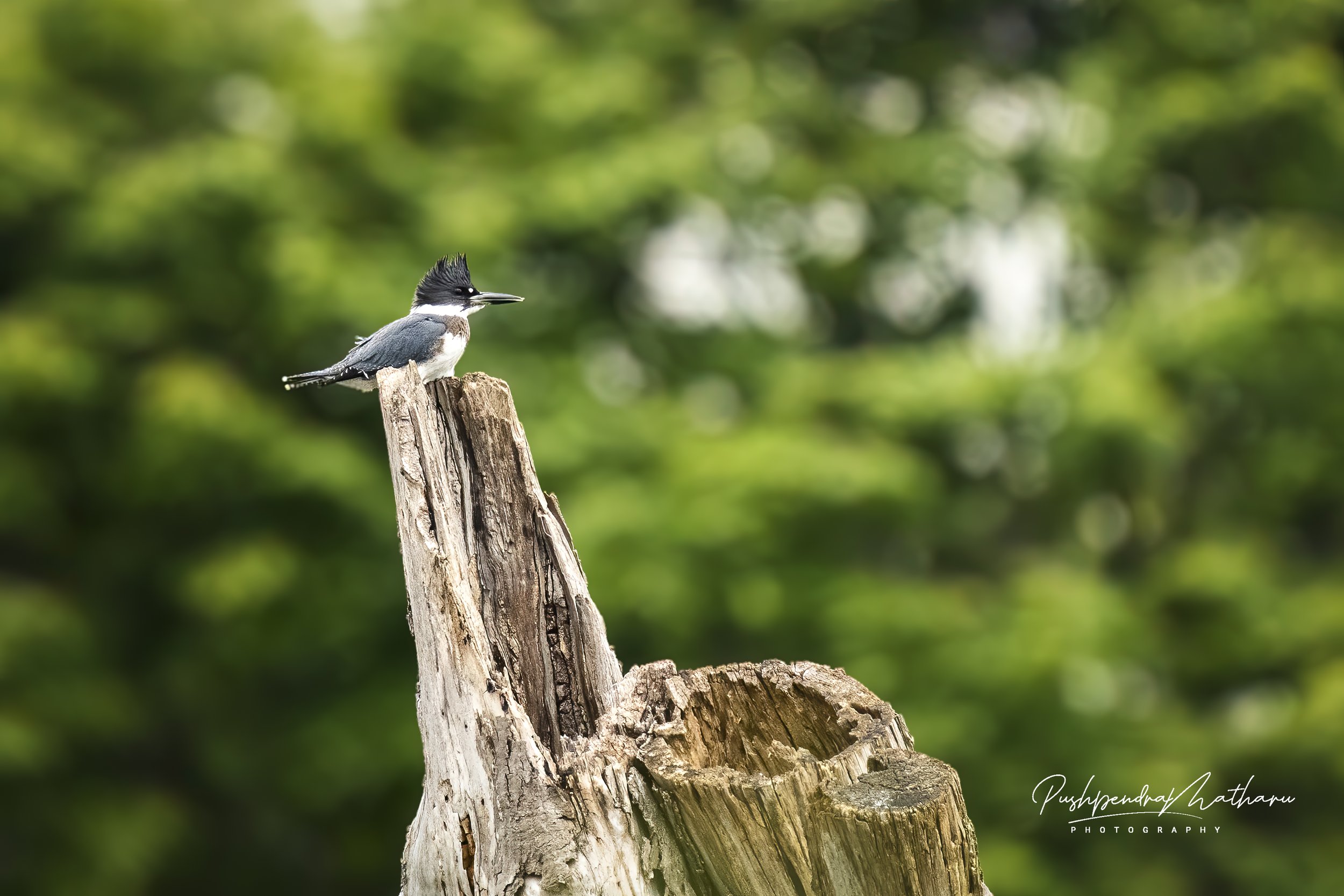 Belted Kingfisher