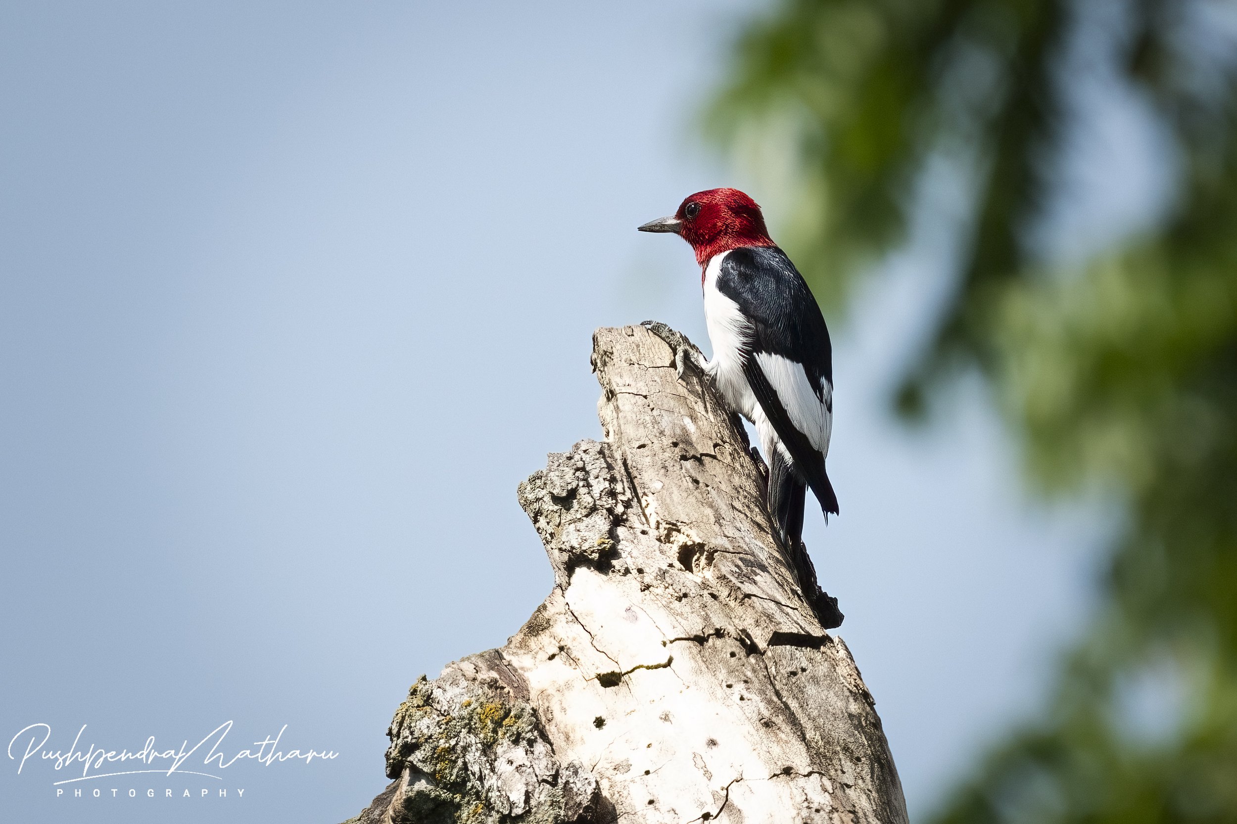Red Headed Woodpecker
