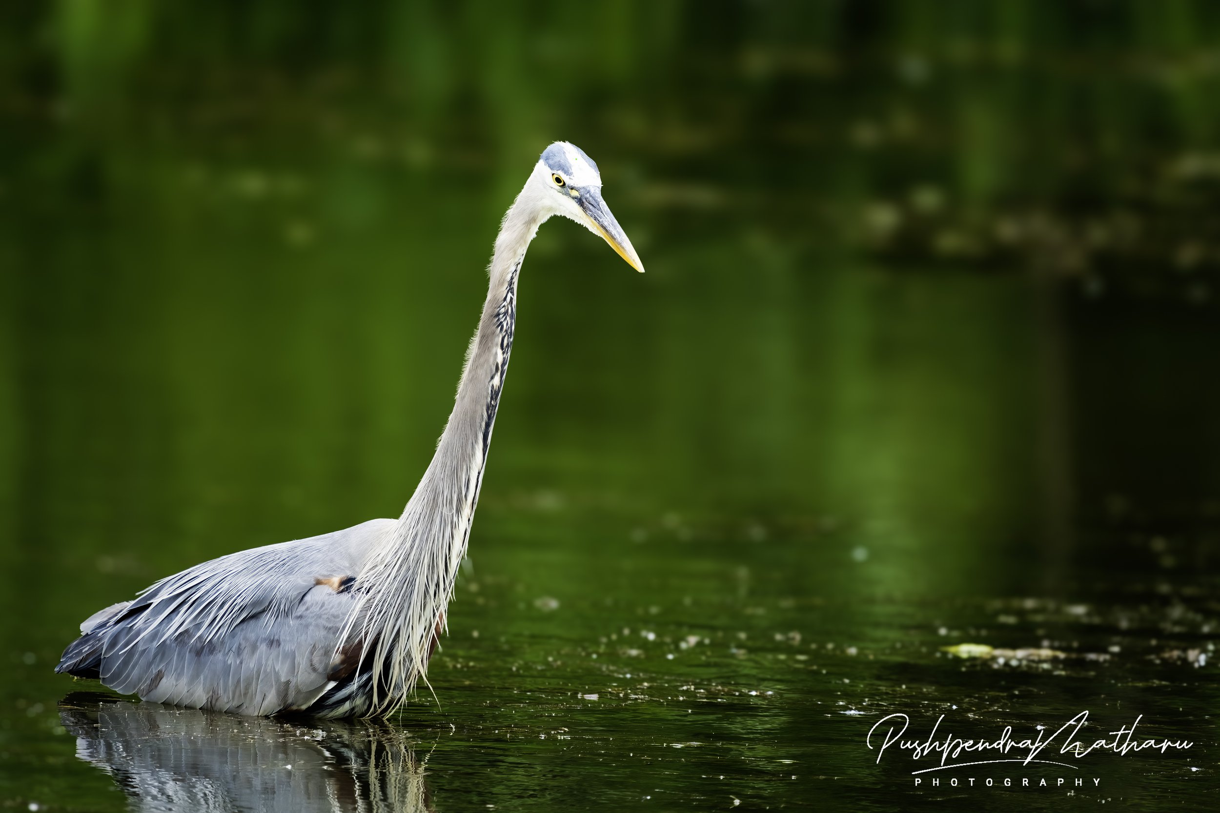 Great Blue Heron