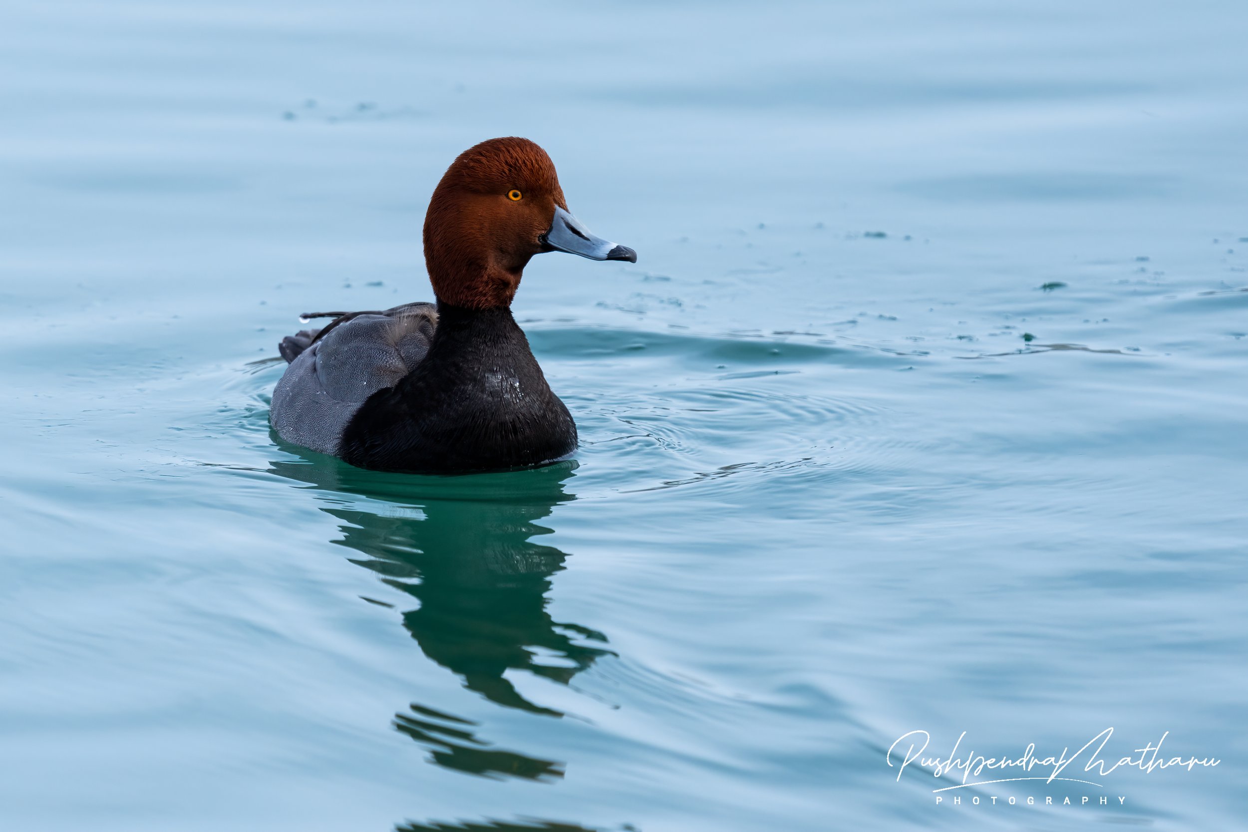Red Head Duck