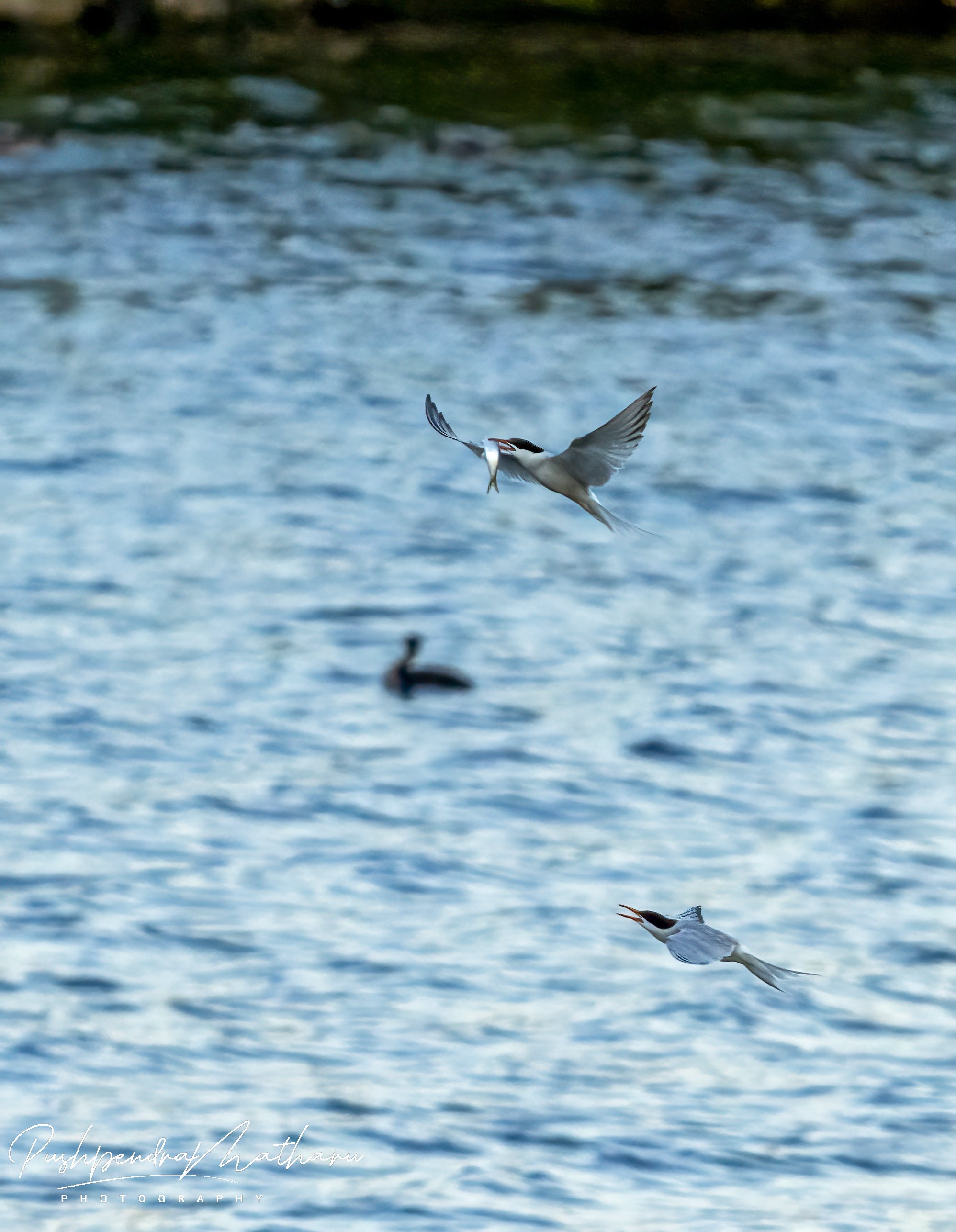 Roseate Tern in Florida