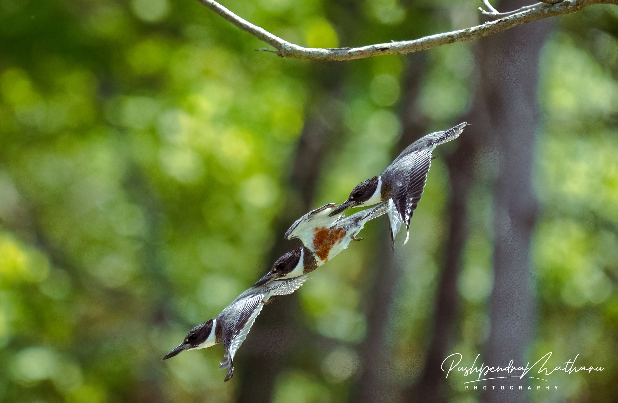 Belted Kingfisher - artistic