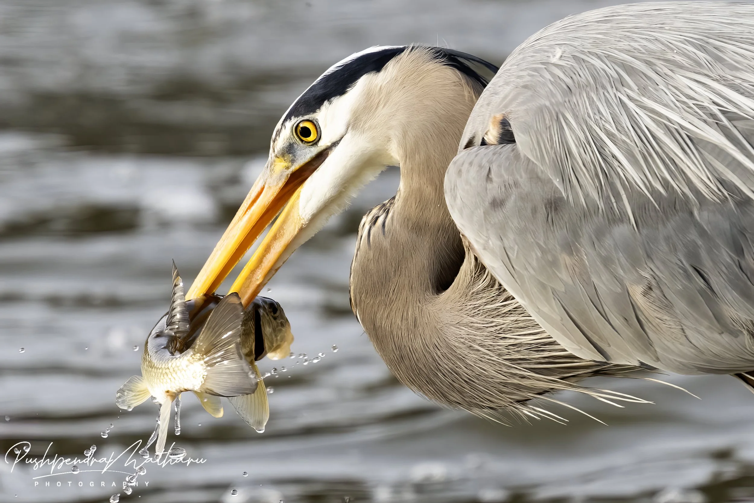 Great Blue Heron with fish